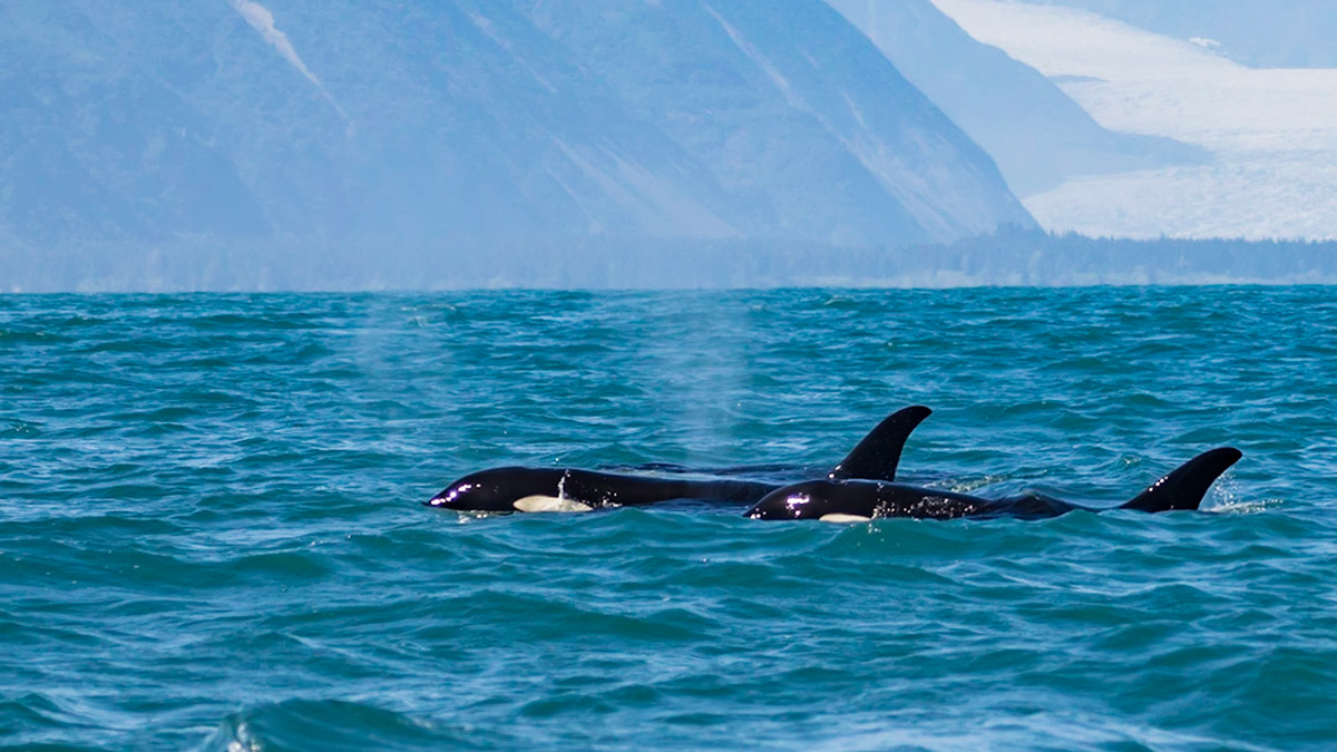 Resurrection Bay, AK