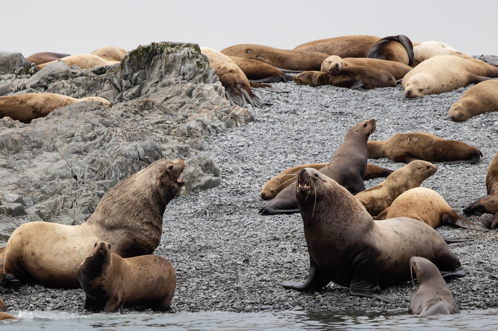 Prince William Sound AK