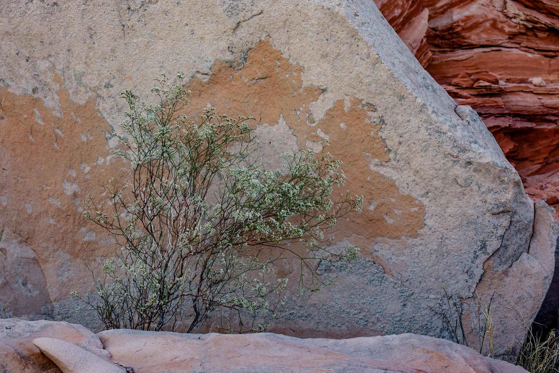 White Pockets, Vermillion Cliffs AZ