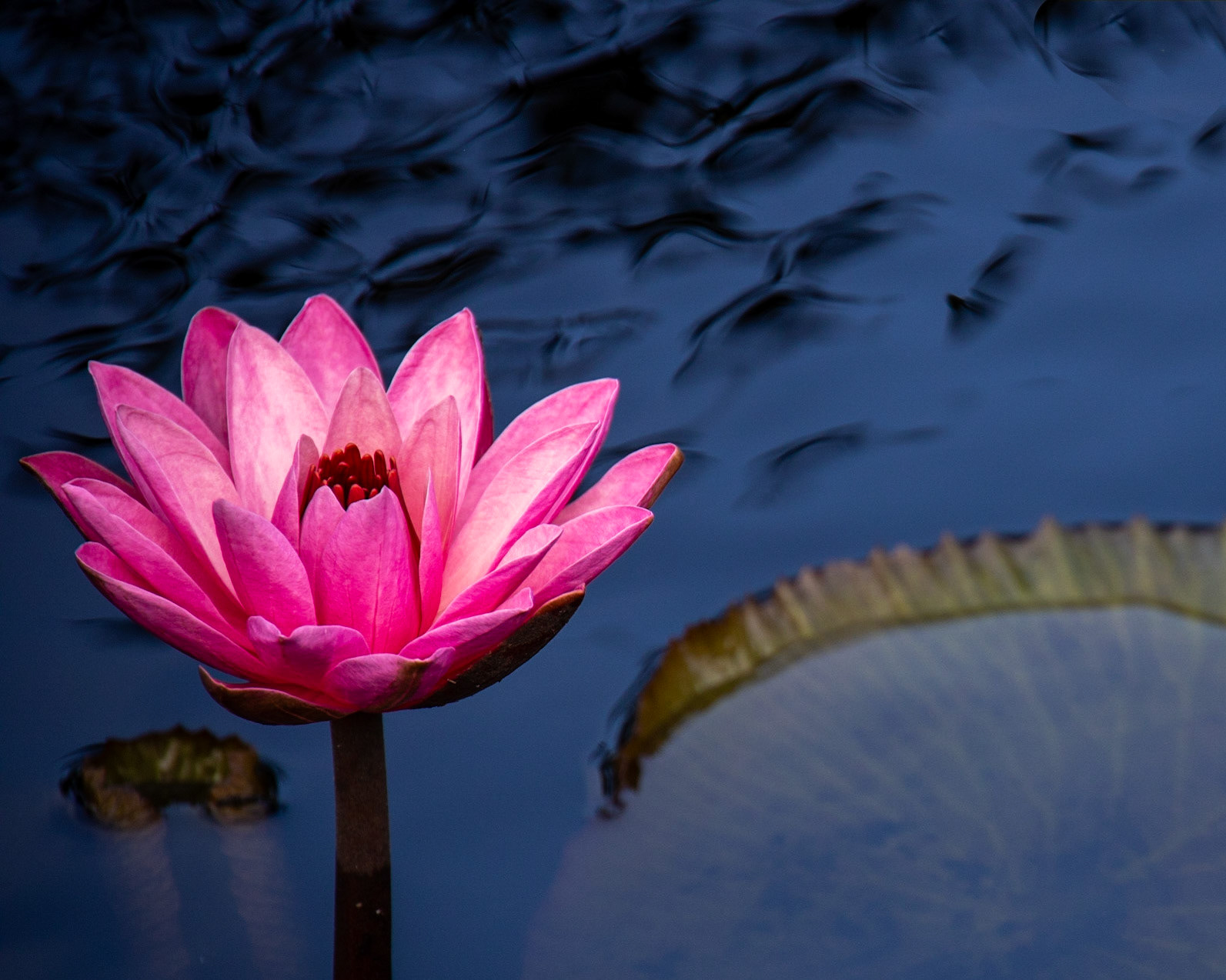 Naples Botanical Garden FL