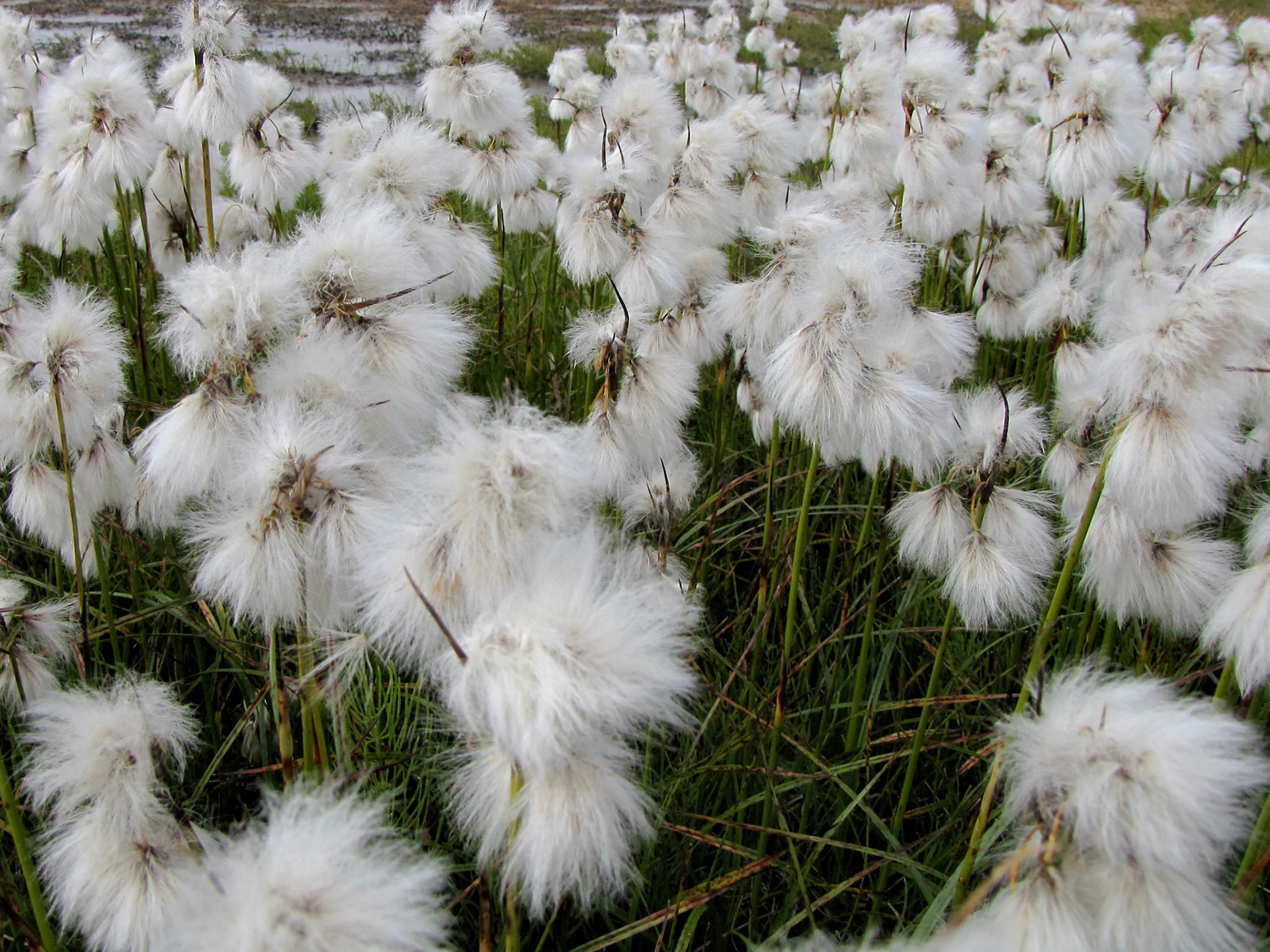 Rock Island Camp BC CA