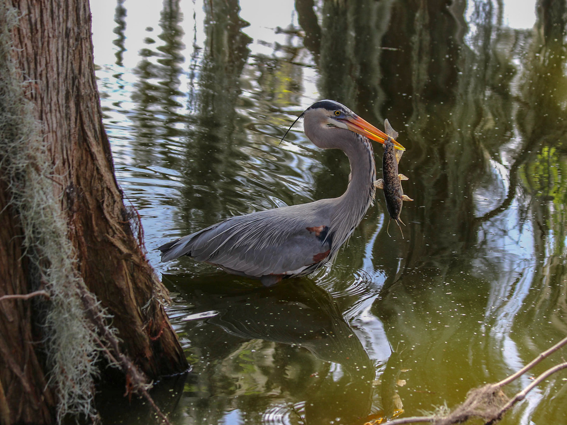 Circle B Bar Reserve, Lakeland FL
