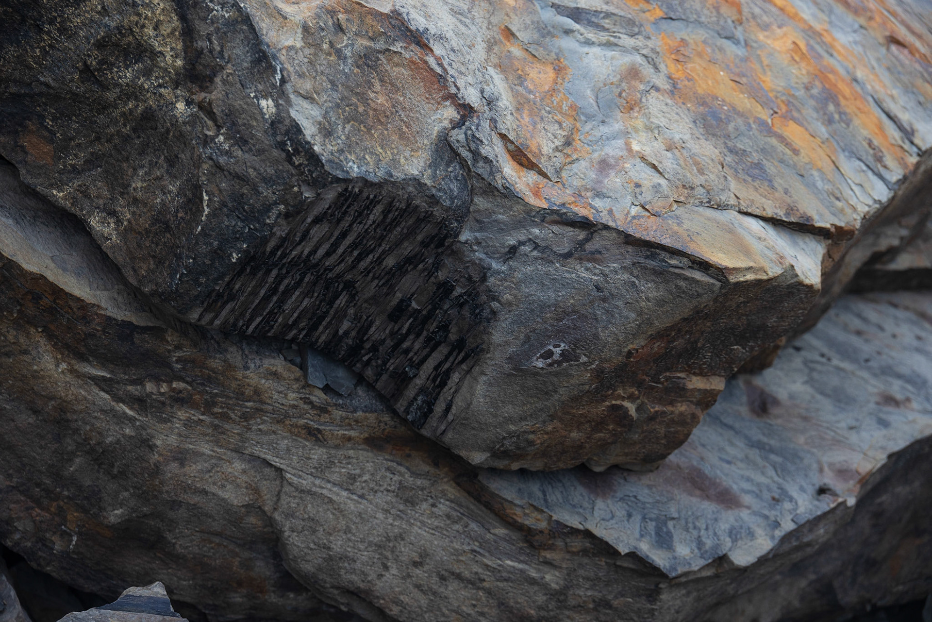 Joggins Fossil Cliffs,