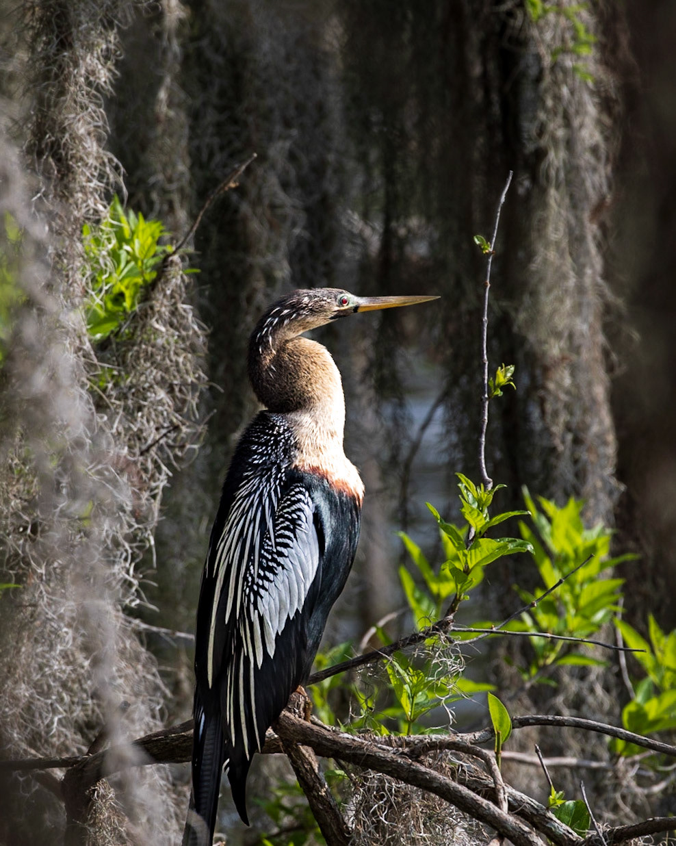 Circle B Bar Reserve FL