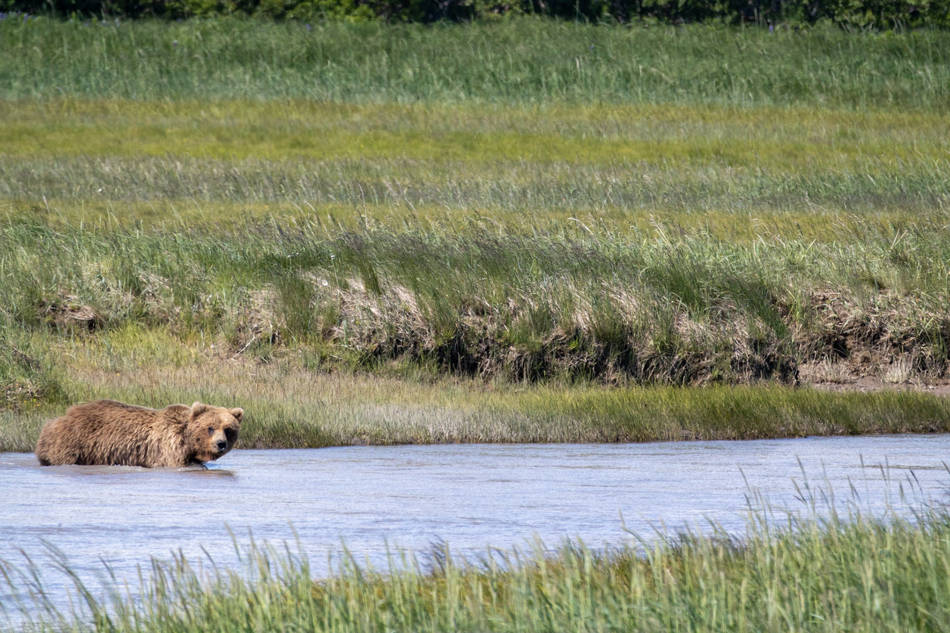 Hallo Bay, Katmai NP, AK