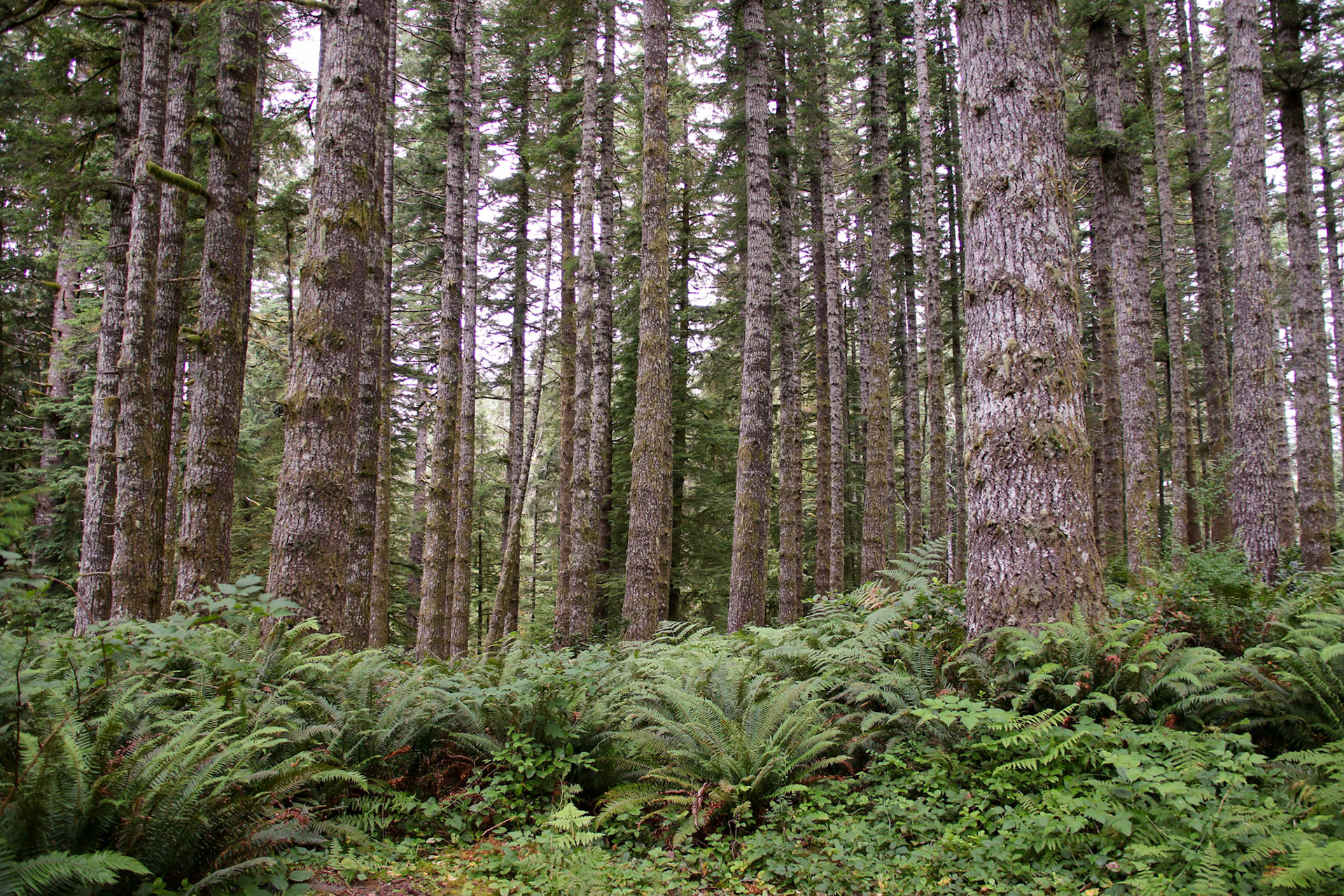 NF 1055, Rock Creek Wilderness Area OR