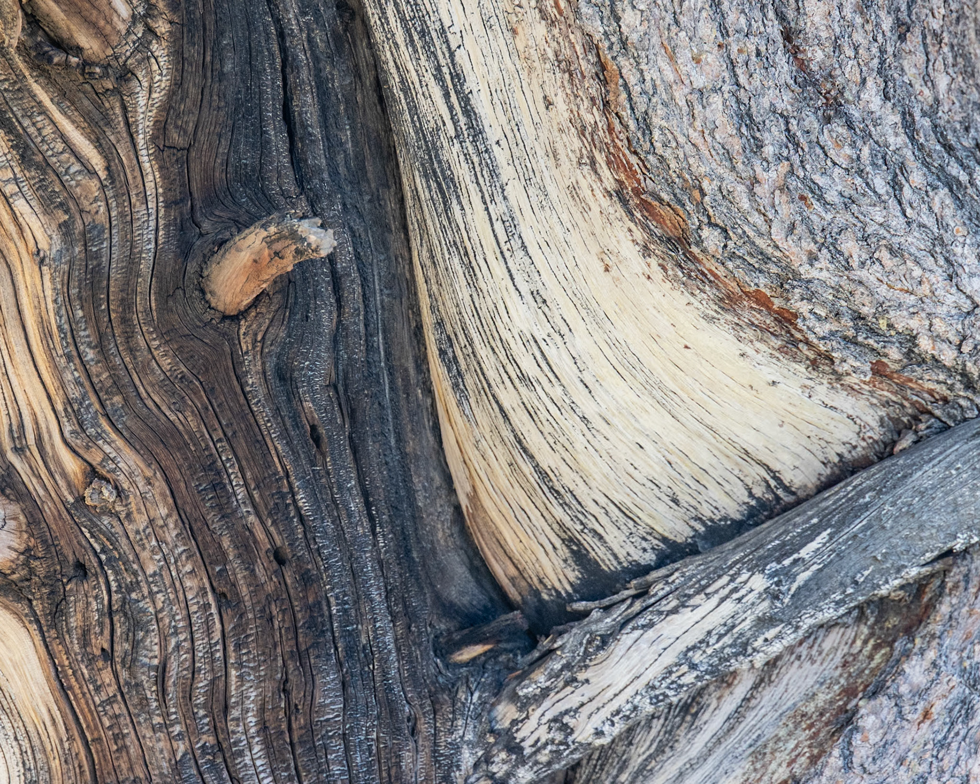 Methuselah Grove, White Mountains, Inyo CA