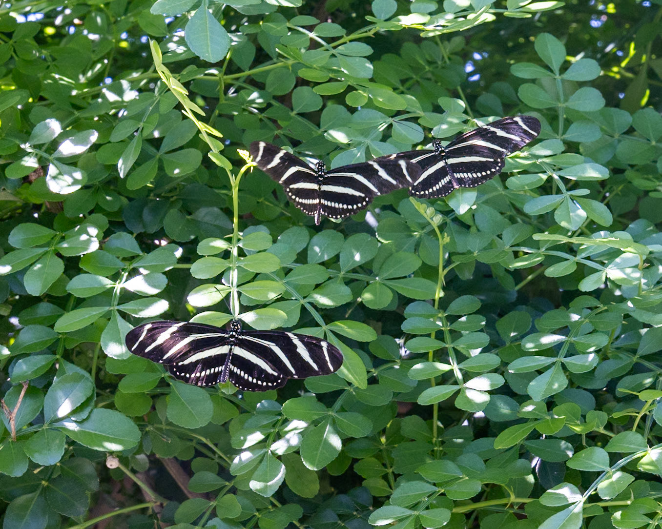 Peace River Botanicals and Sculpture Gardens, Punta Gorda FL