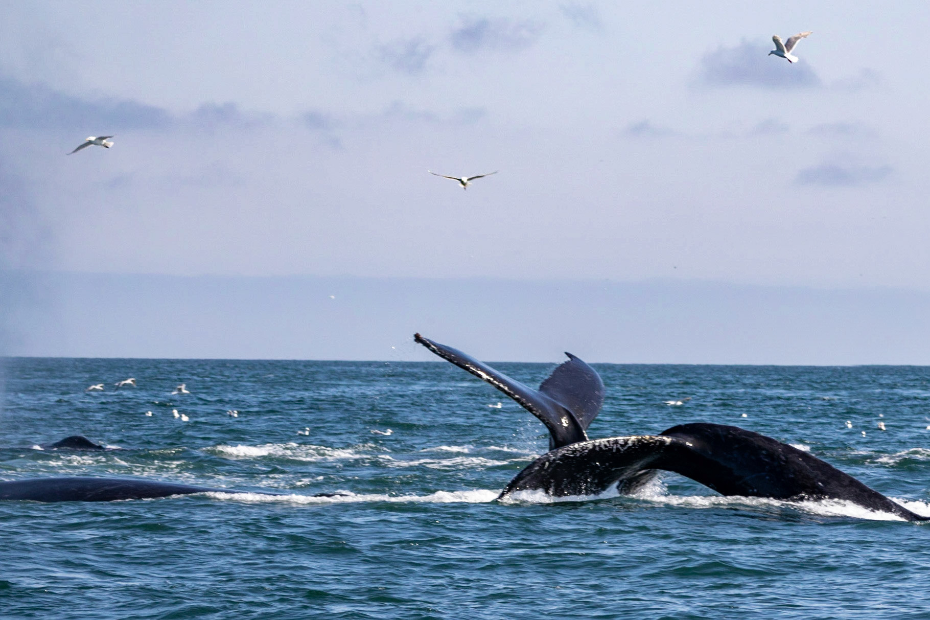Resurrection Bay, AK