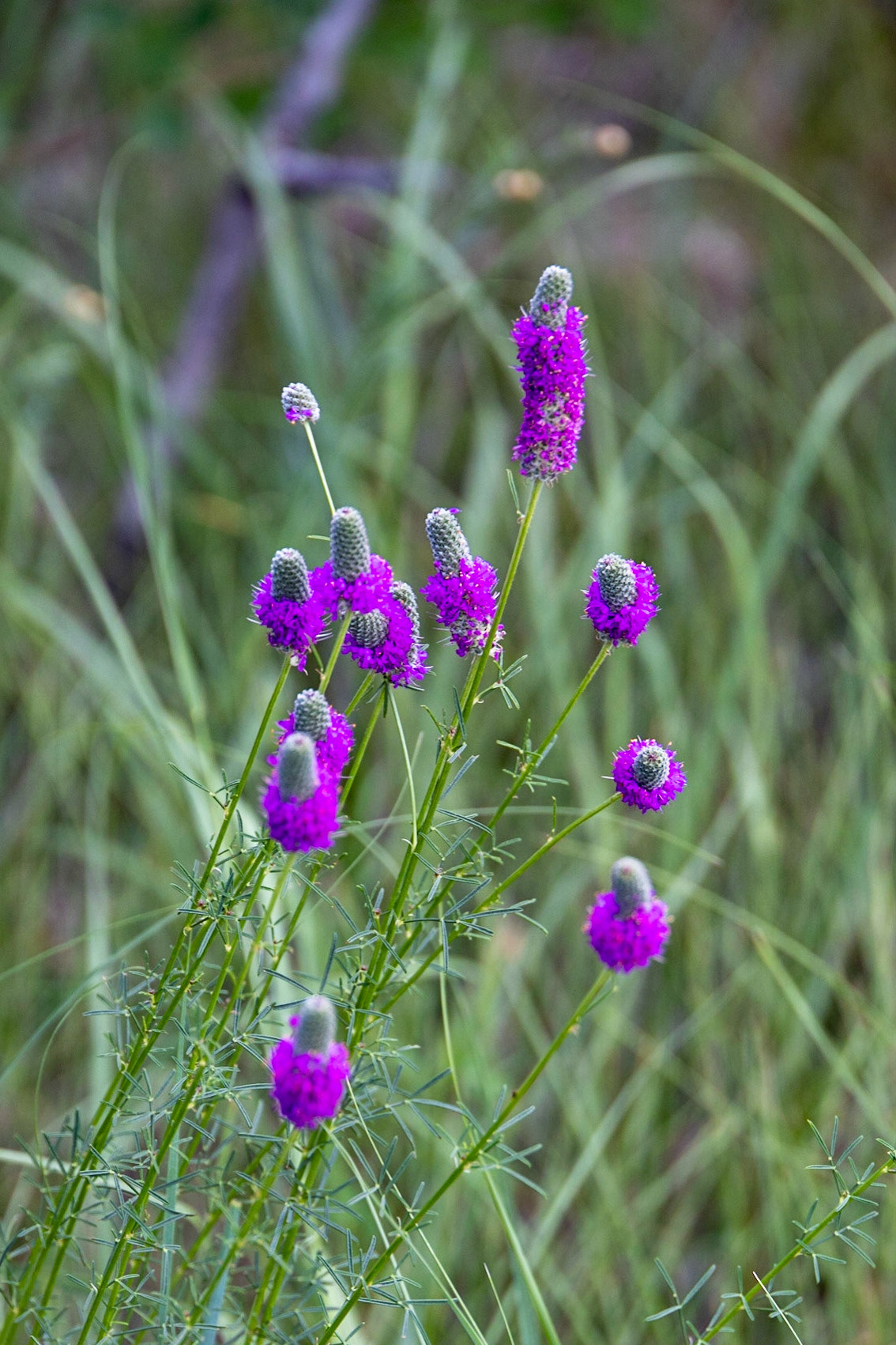Theodore Roosevelt NP, North Unit, ND
