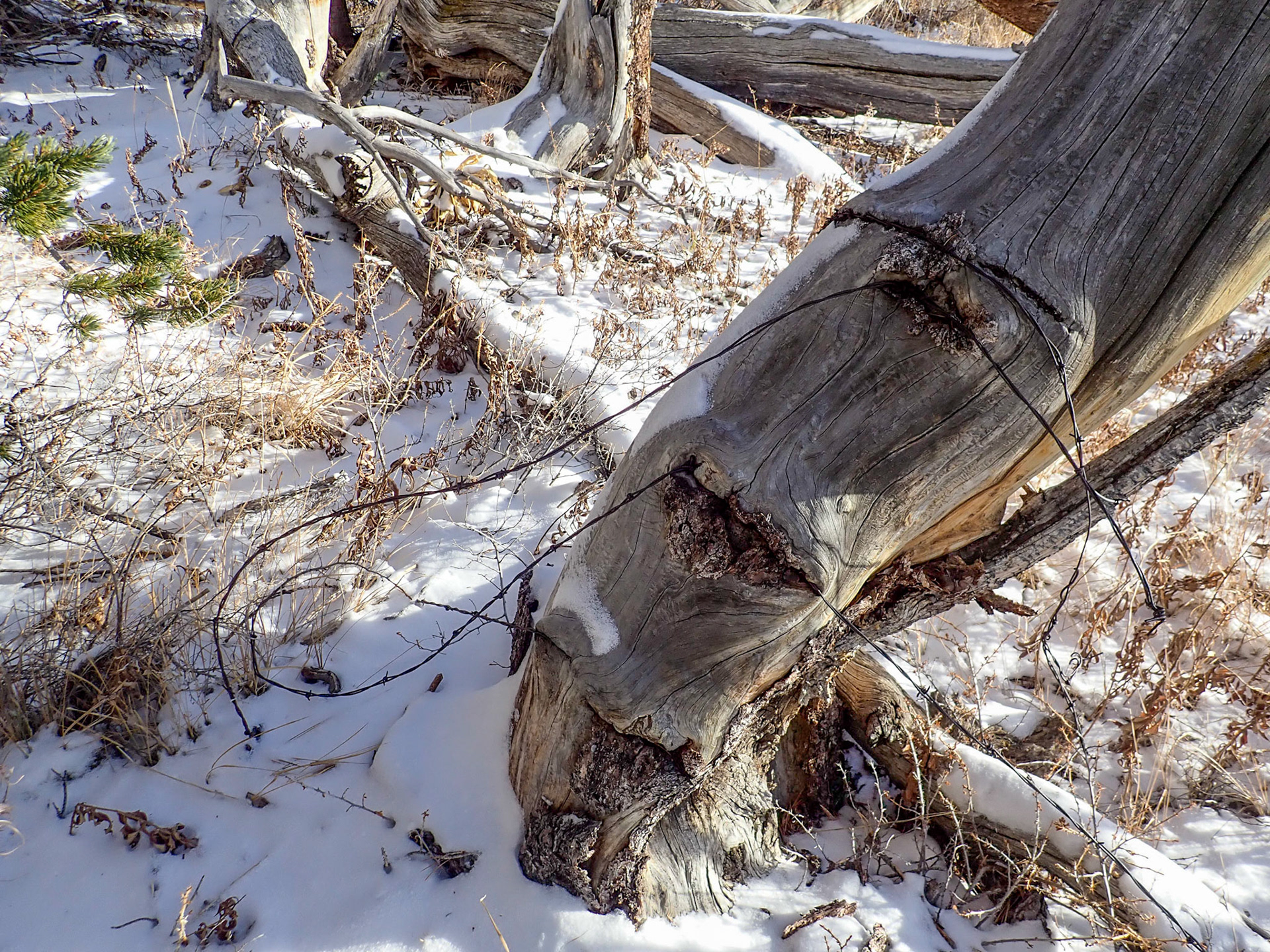 Whiskey Mountain Trail, Dubois WY