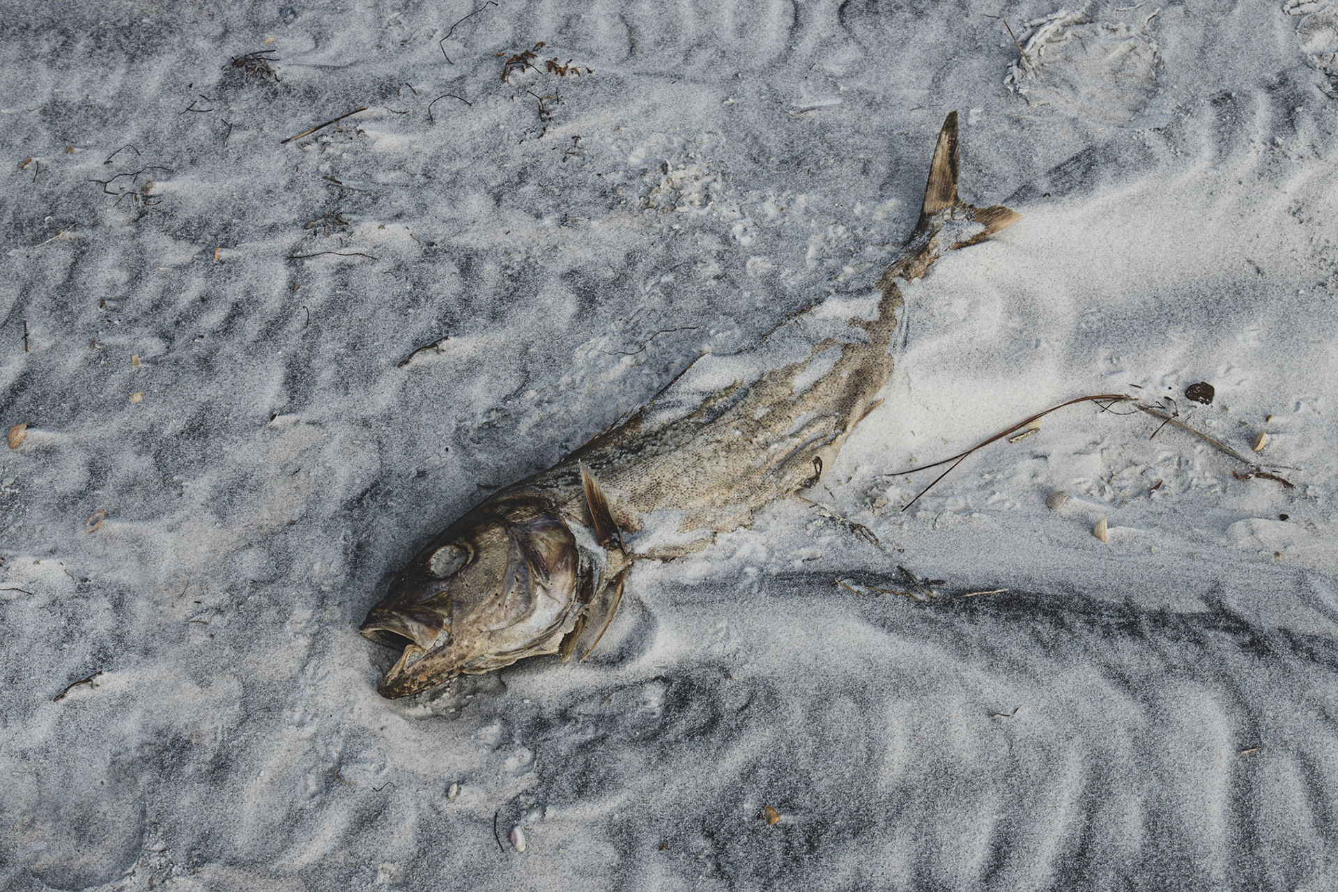 St Andrews State Park