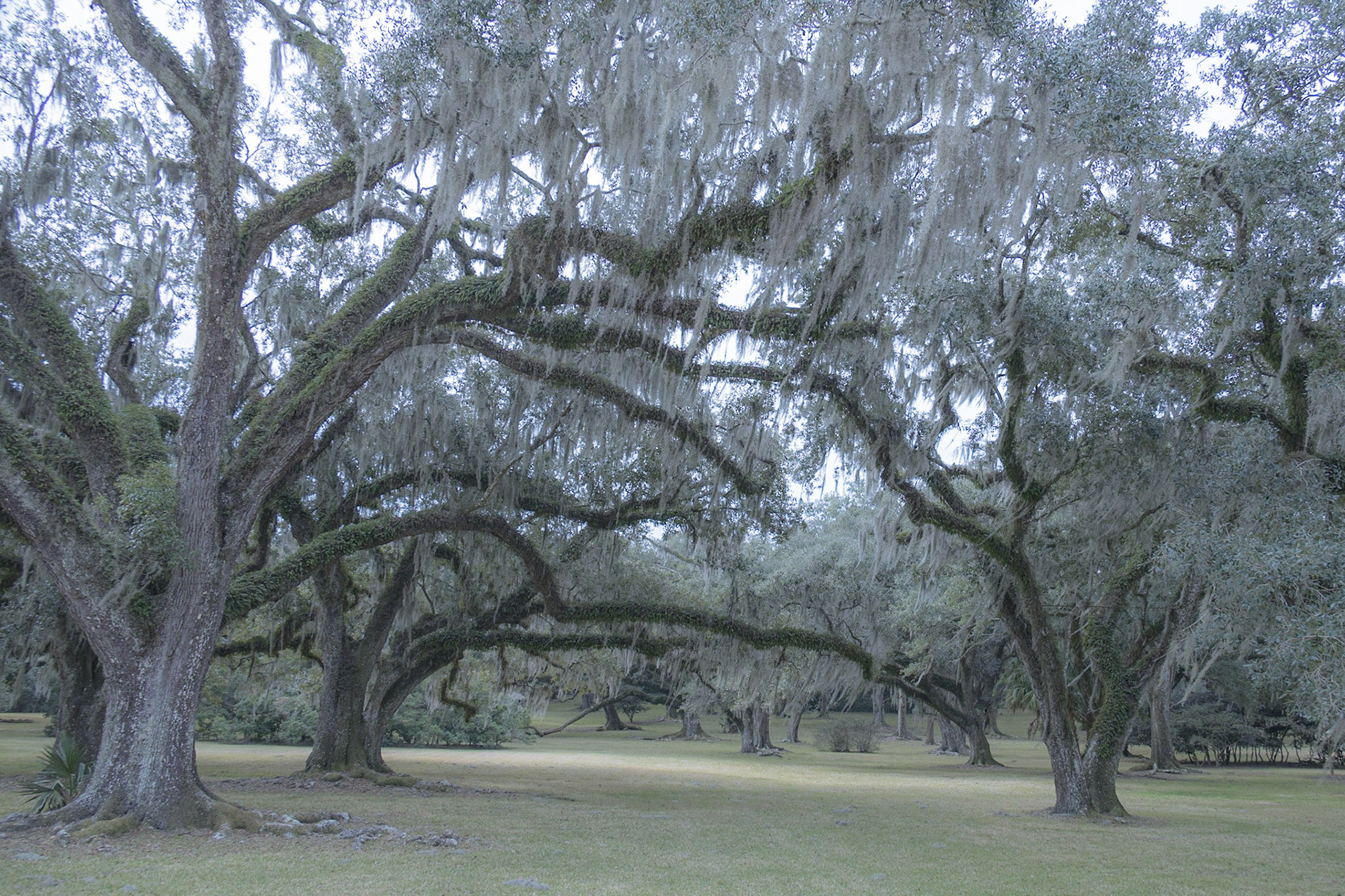 Avery Island Jungle Gardens LA