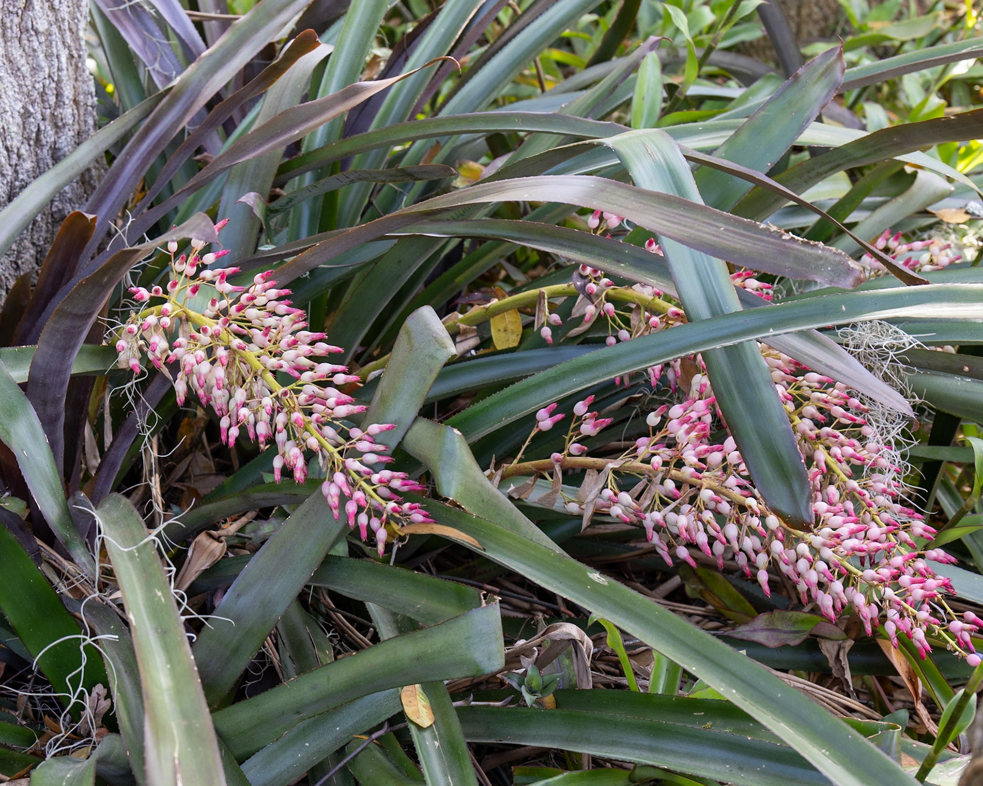 Nehrling Gardens, Gotha FL