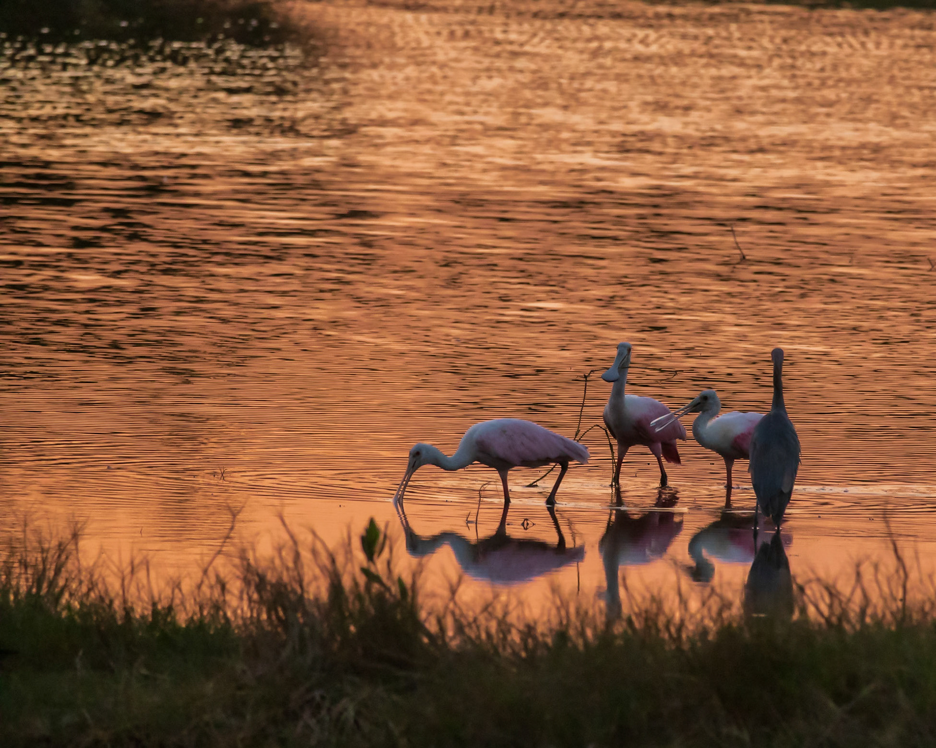 10,000 Islands Marsh Walk, FL