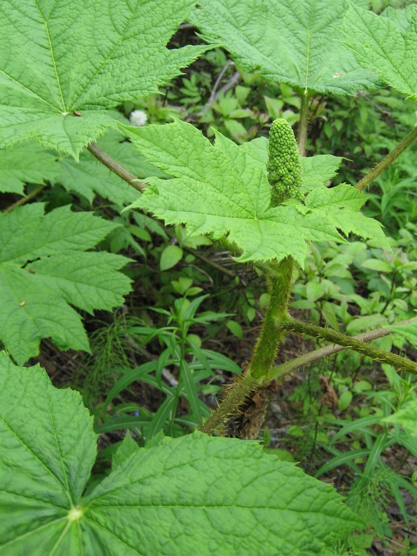 Glenora Mountain BC CA