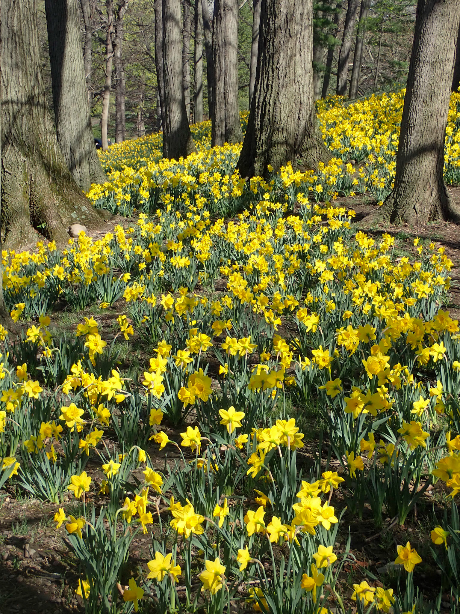 Lake View Cemetery, Cleveland OH