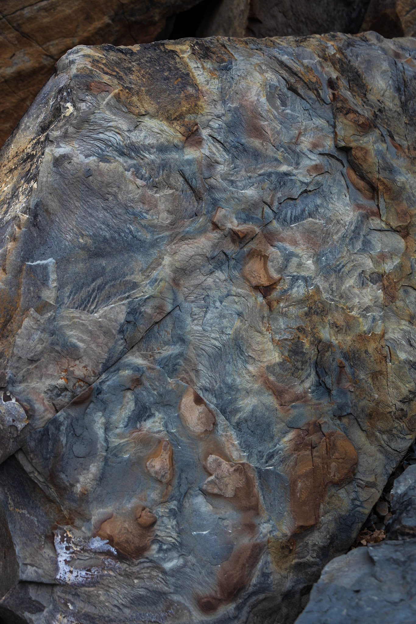 Joggins Fossil Cliffs,