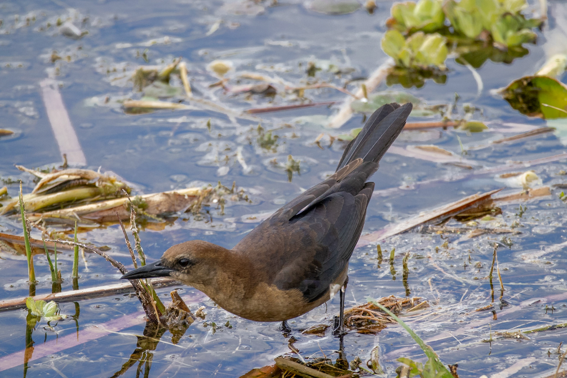 Emeralda Marsh Leesburg FL