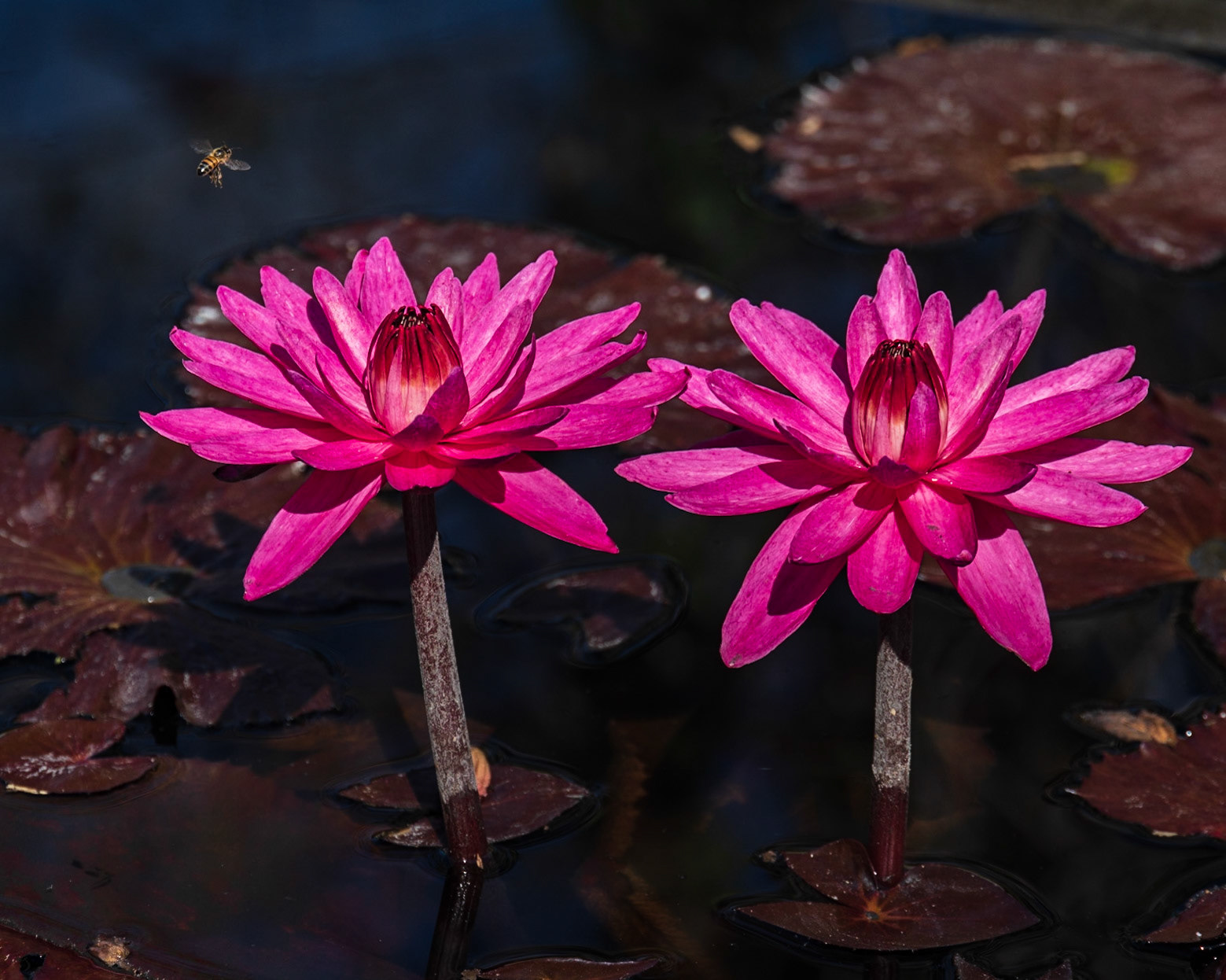 Naples Botanical Garden, FL