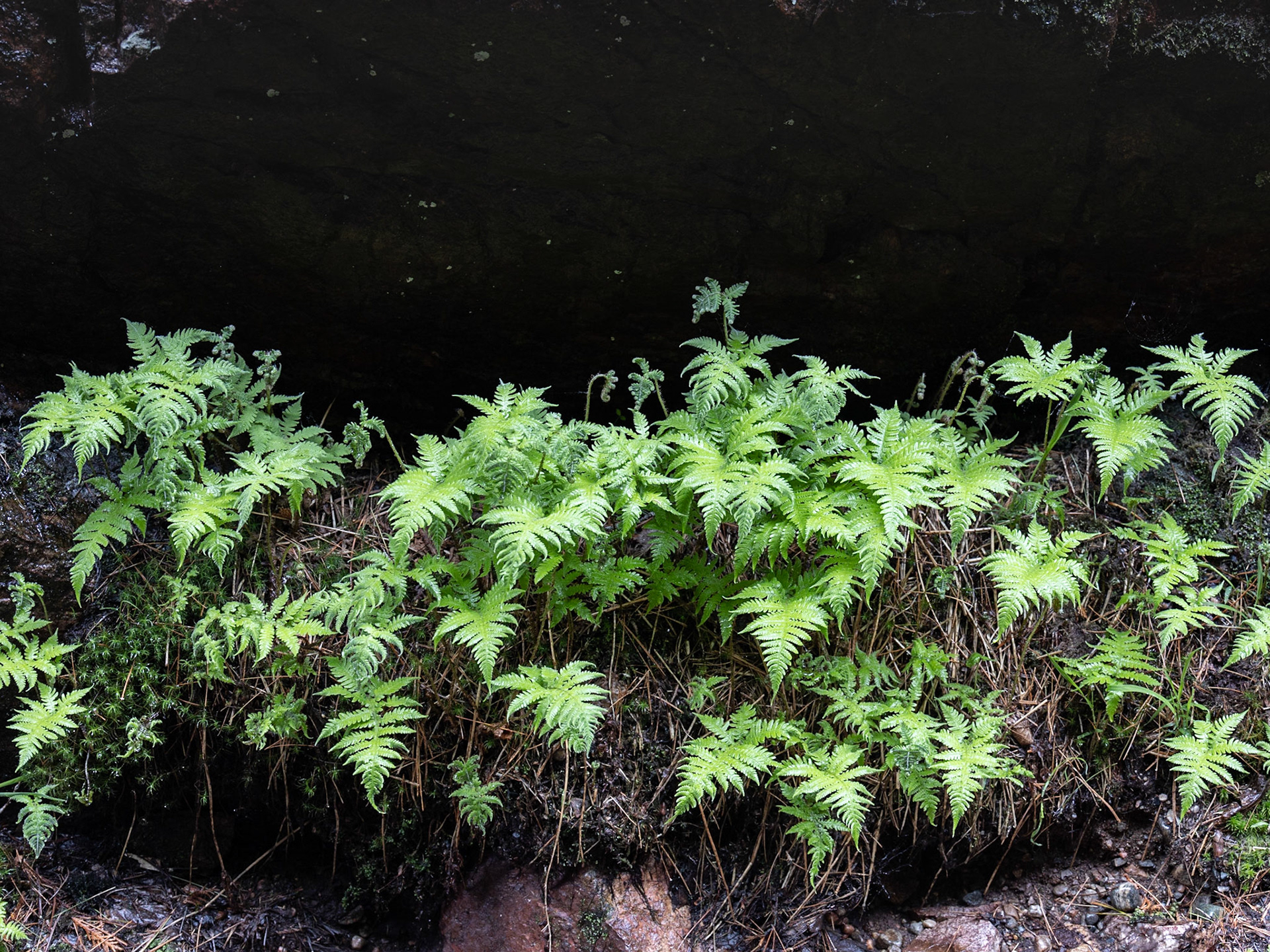 Lake Superior Provincial Park, ON