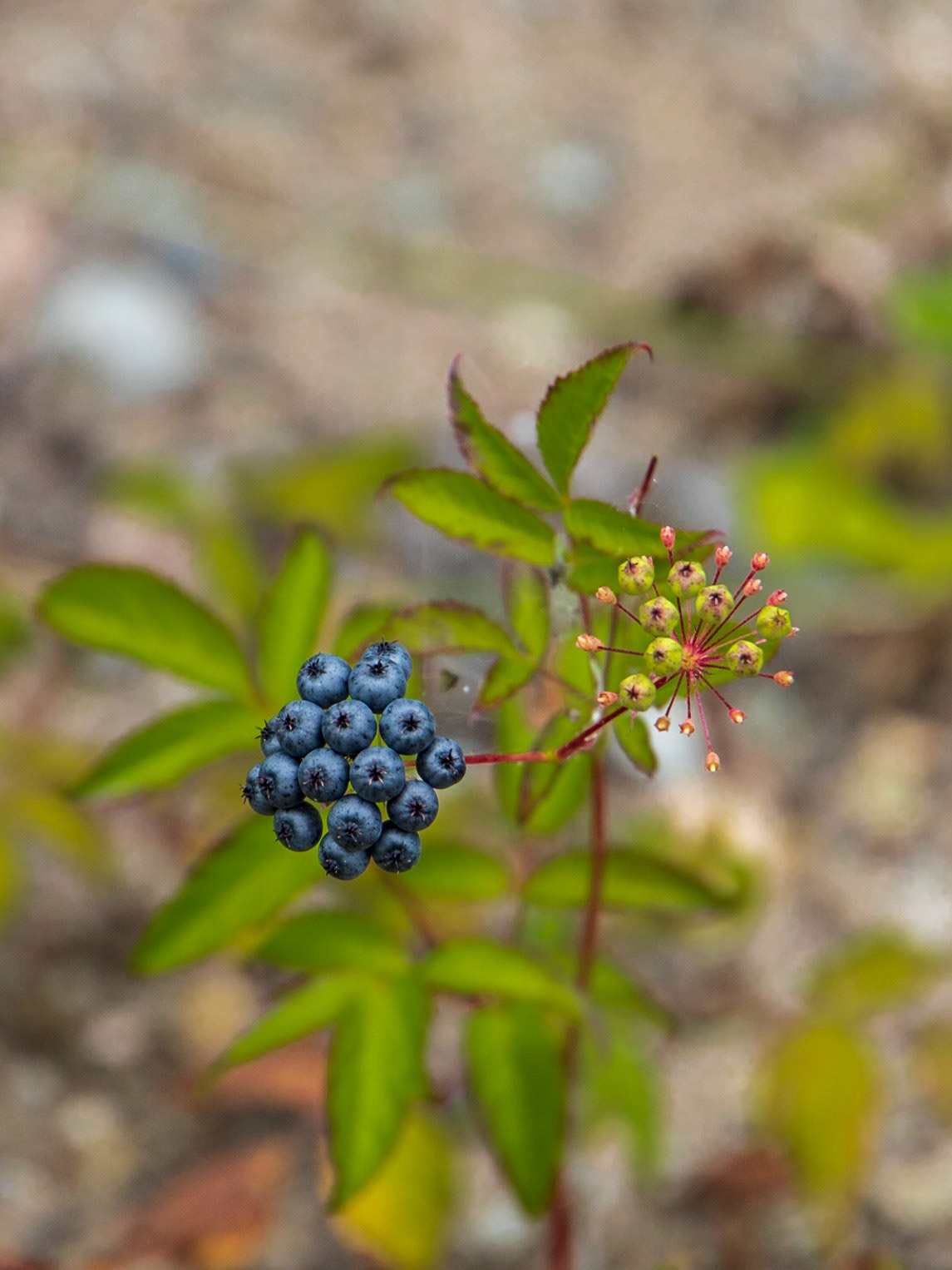 K 94, Expedition 51, QC