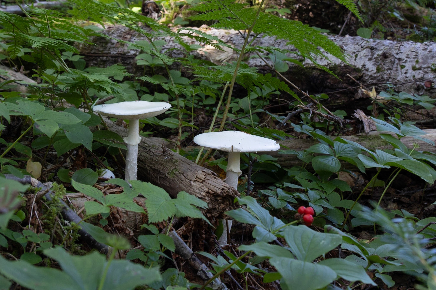 Lomond CG, Gros Morne NP, NL