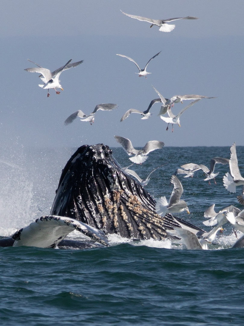 Resurrection Bay, AK