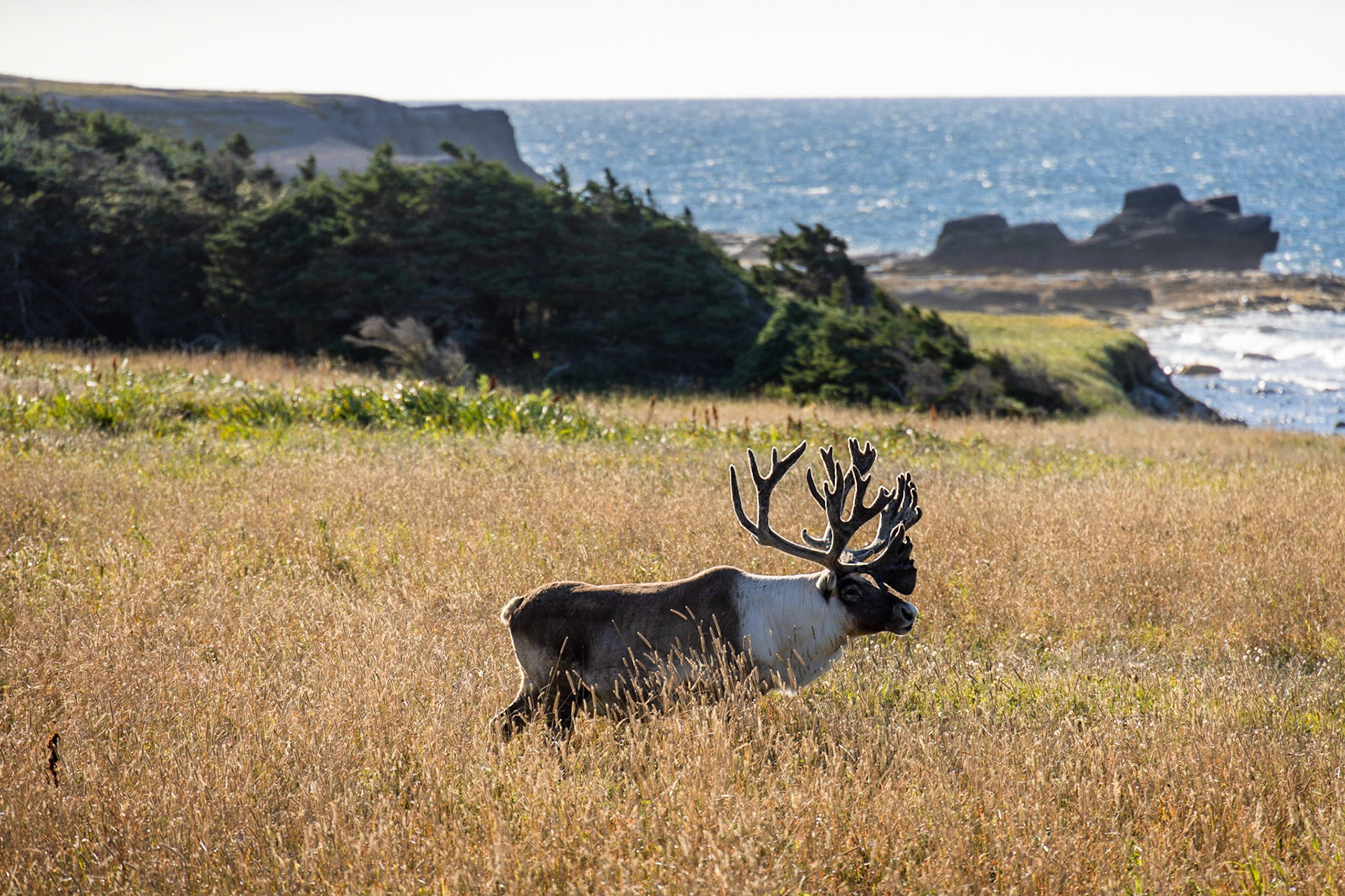 Port au Choix Seashore, NL