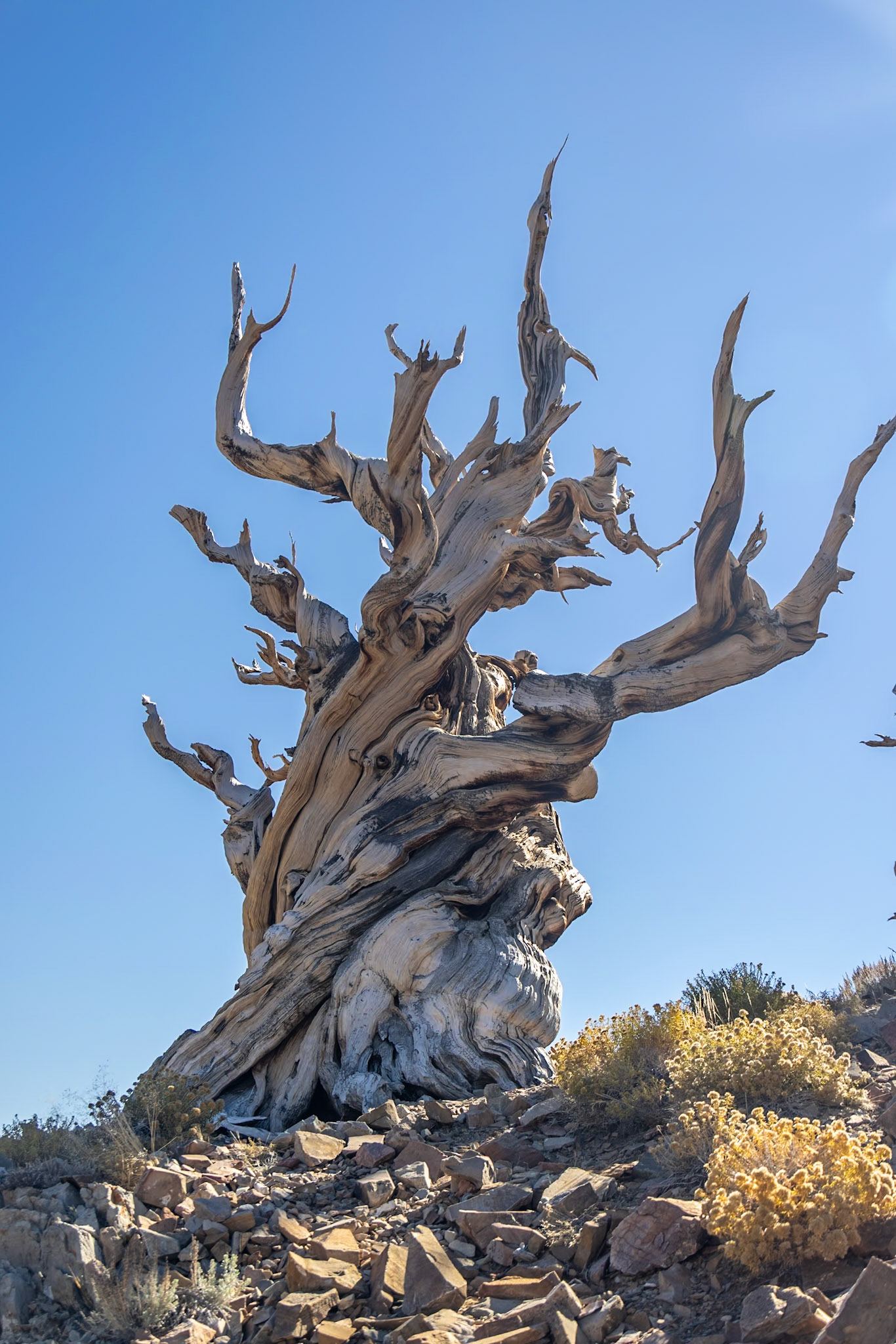 Methuselah Grove, White Mountains, Inyo CA