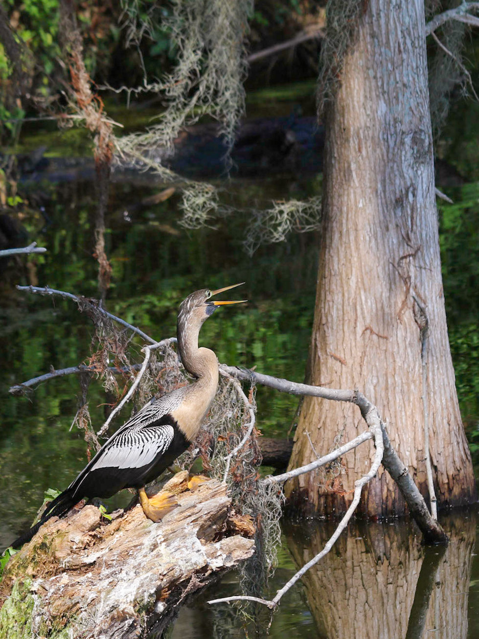 Circle B Bar Reserve, Lakeland FL