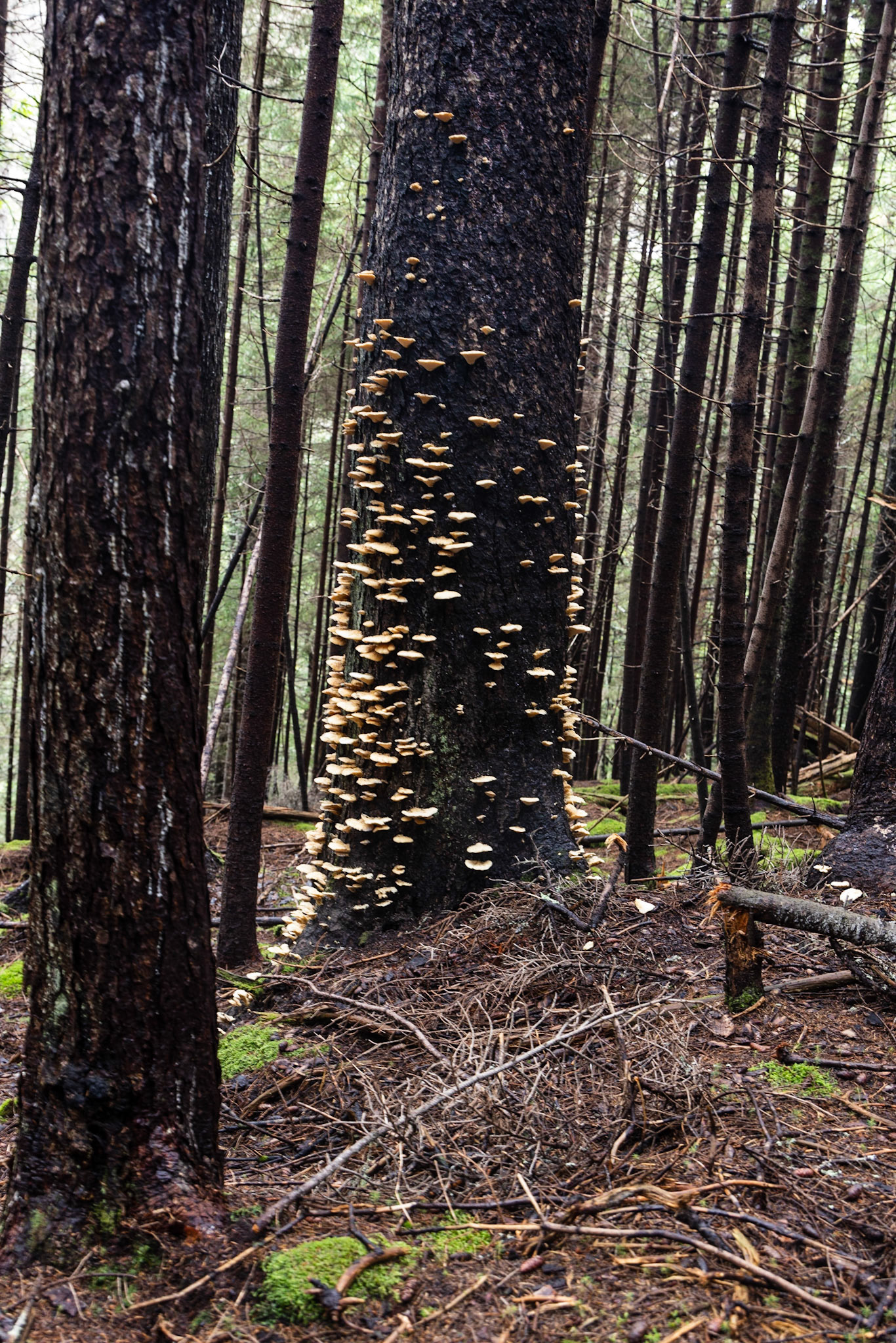 Long Beach Brook Falls Trail, NB