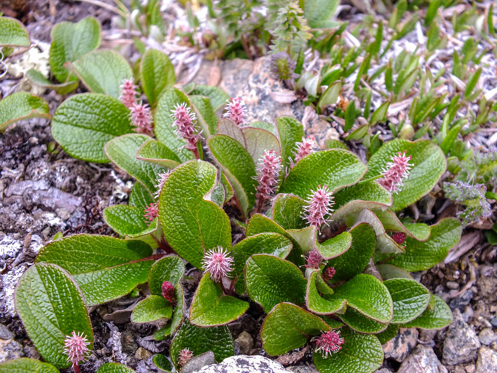Tatsamenie Lake Camp BC