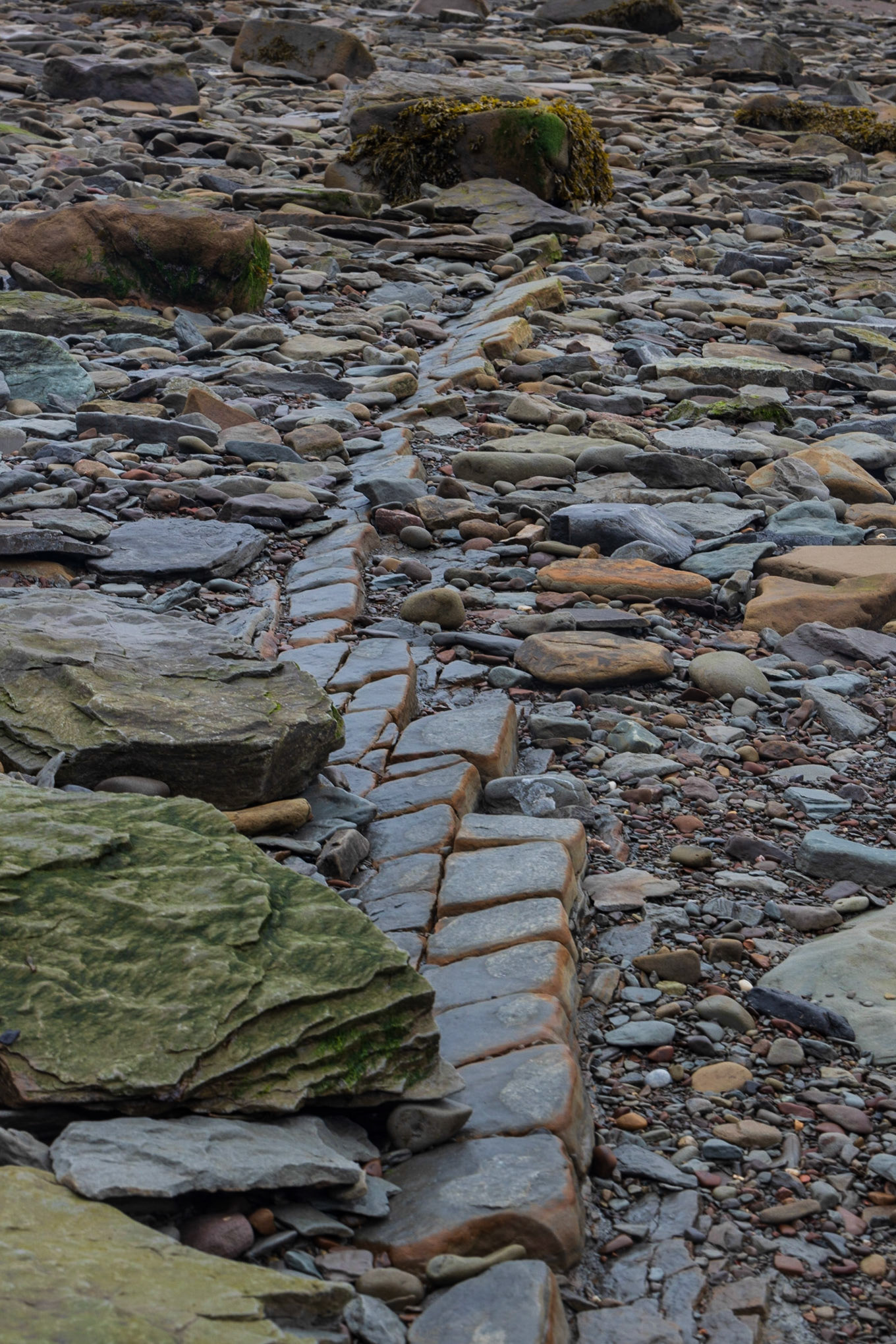 Joggins Fossil Cliffs,