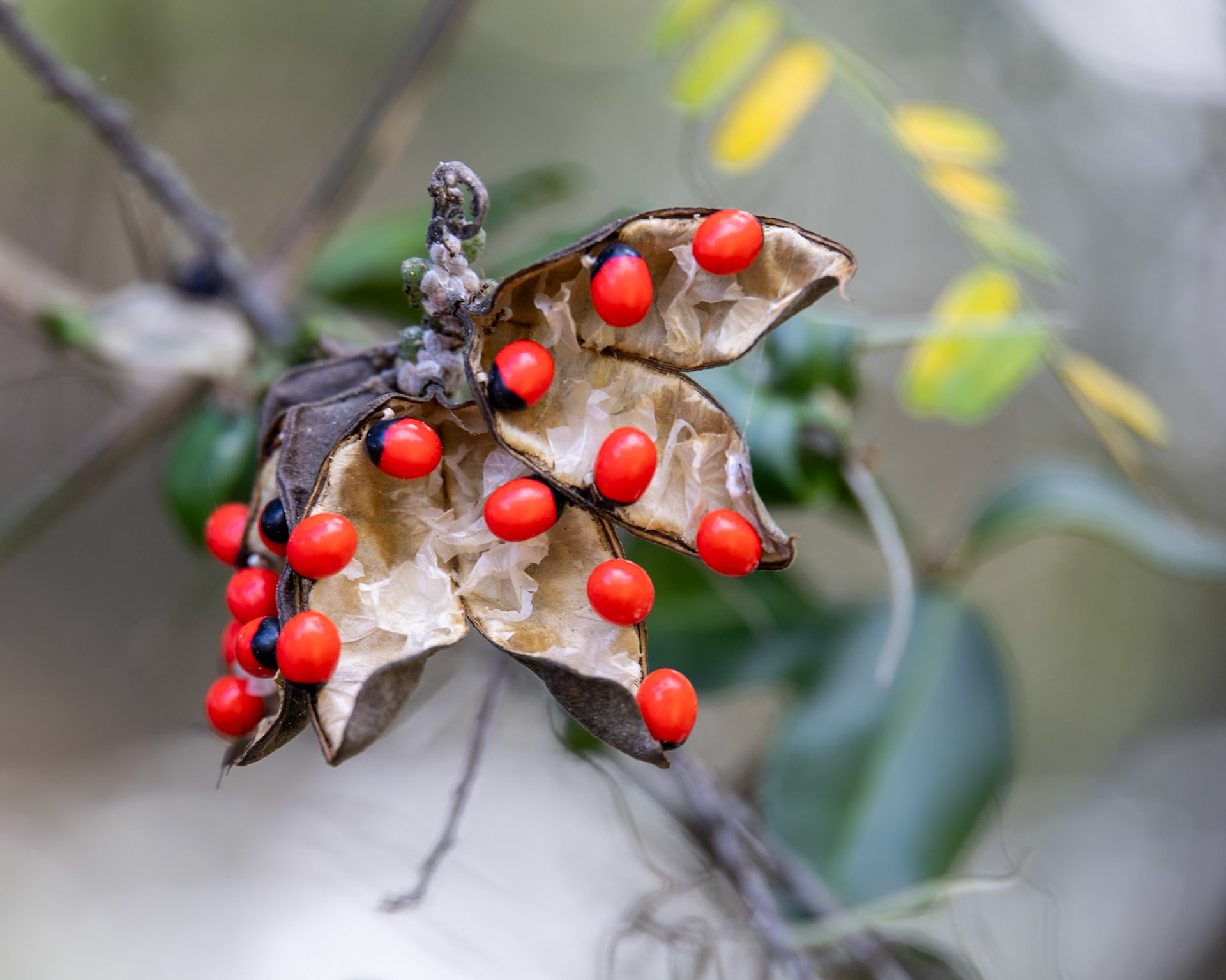 Nehrling Gardens, Gotha FL