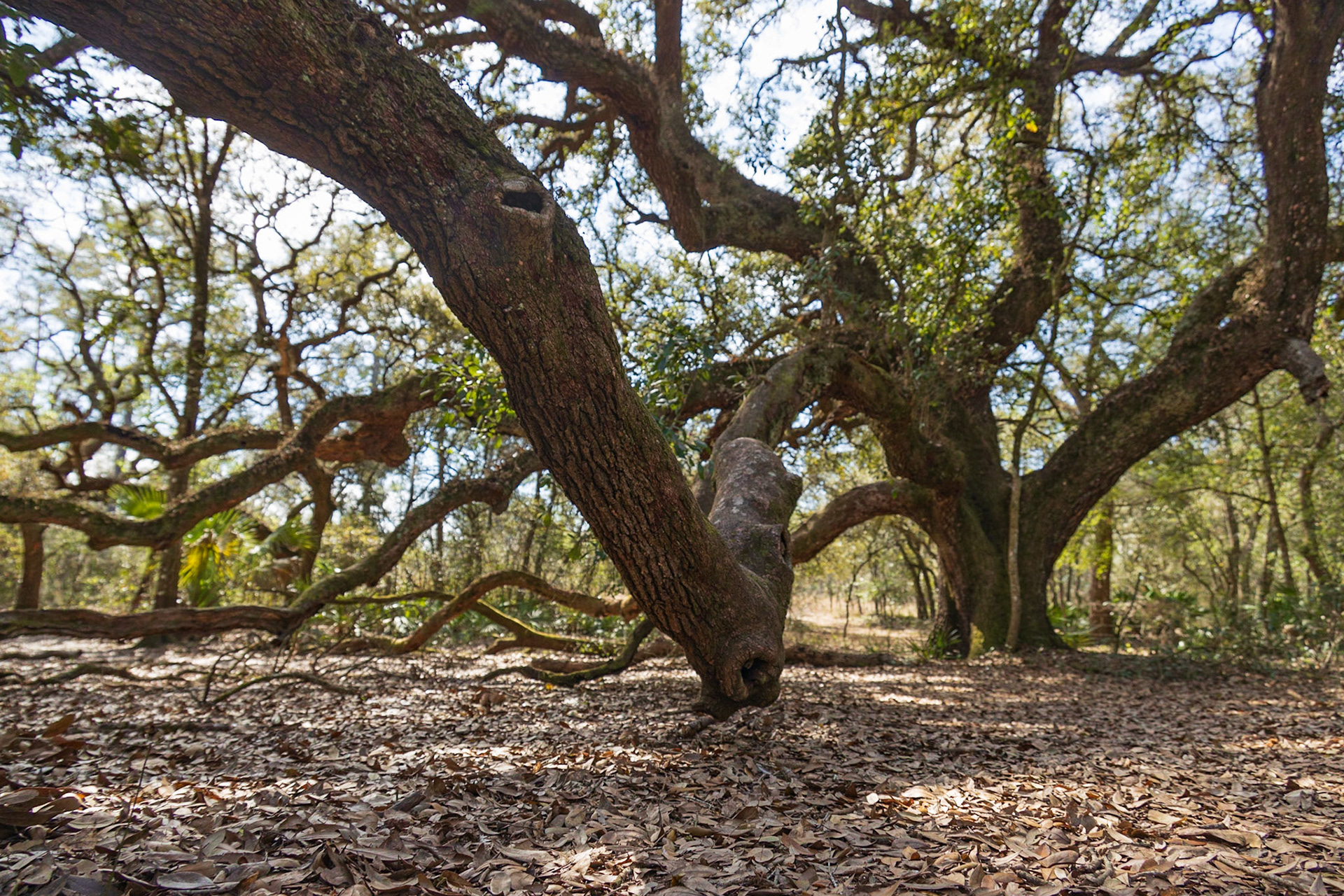 Withlacooche River Park