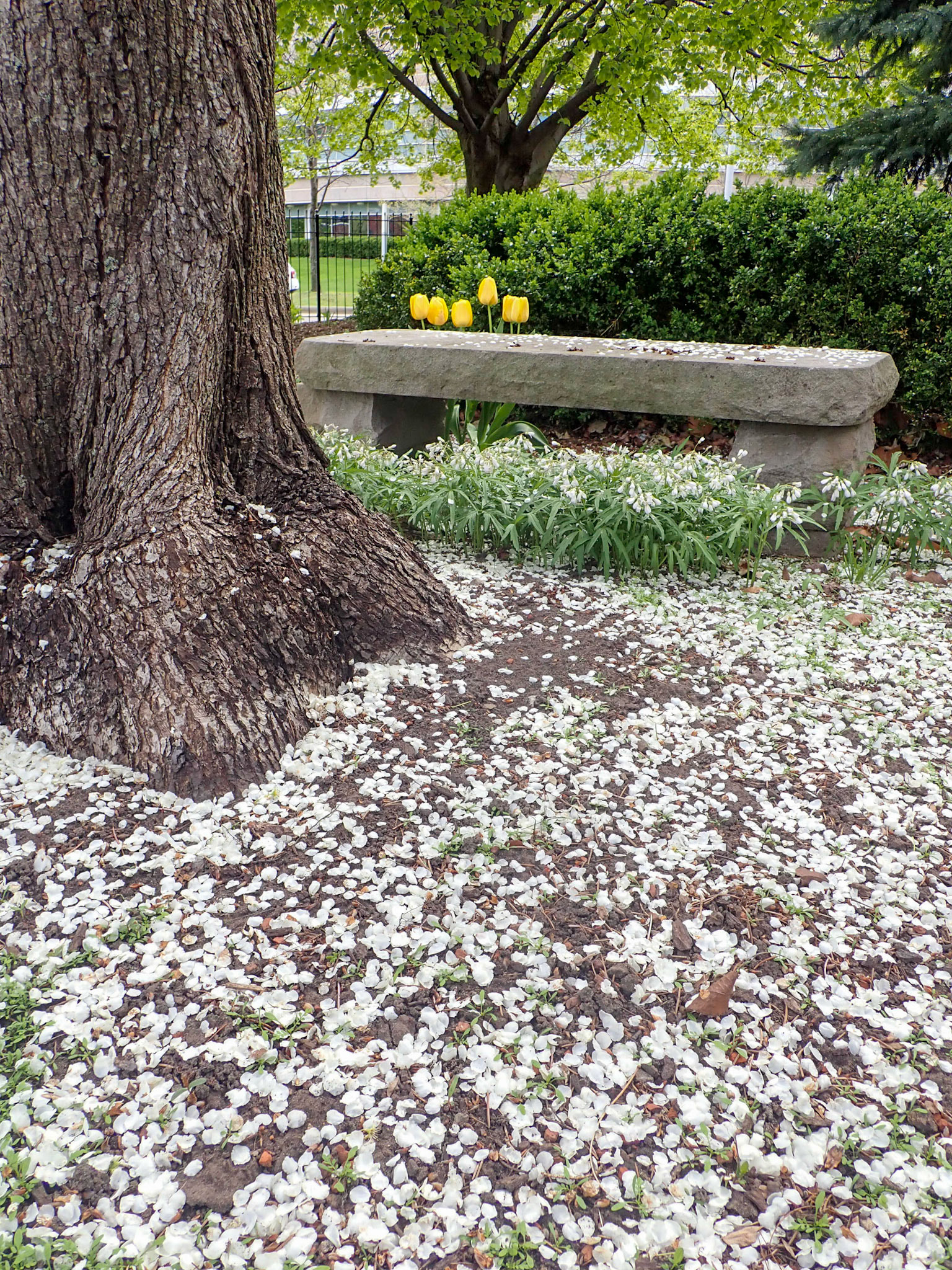 University Circle, Cleveland OH