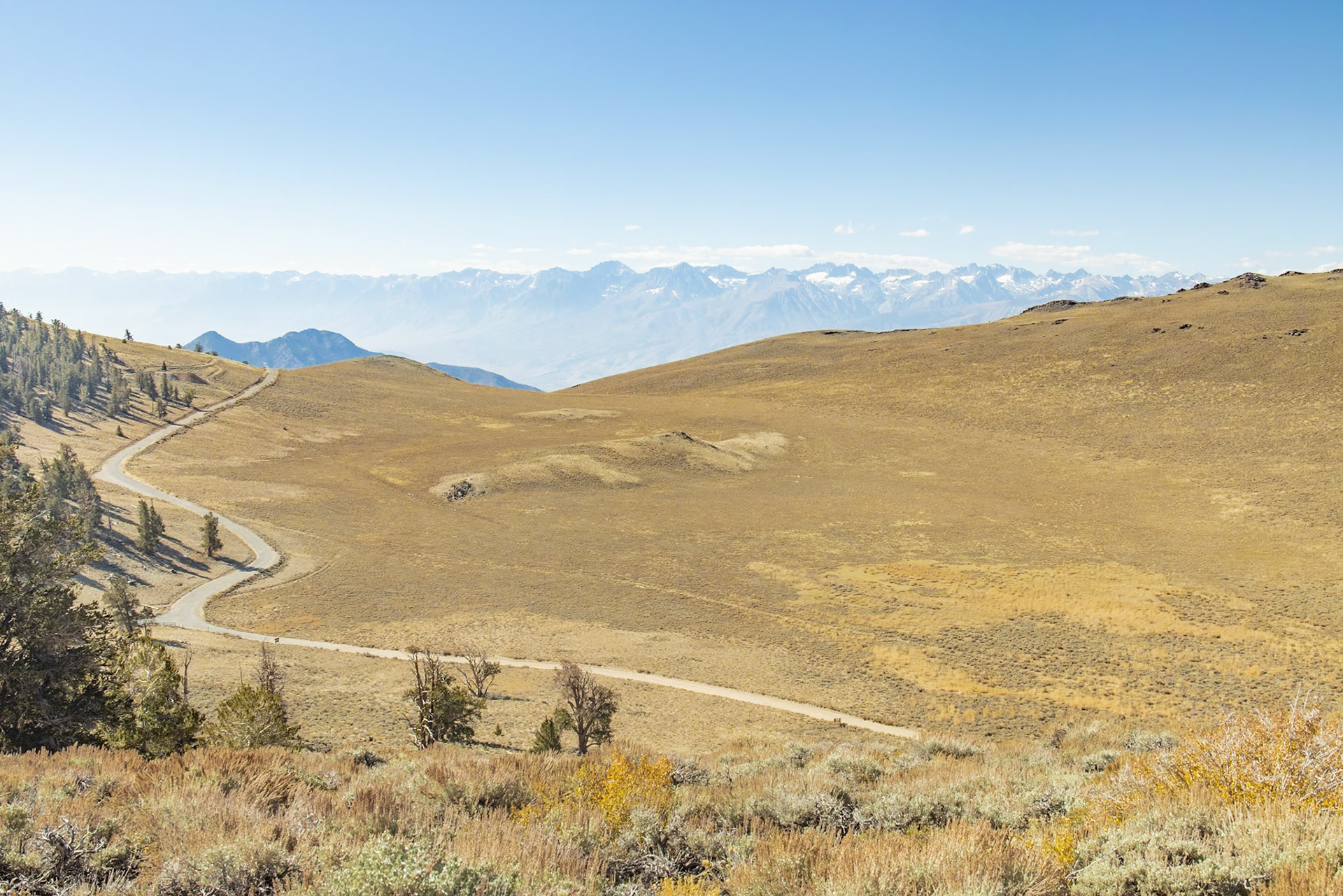Methuselah Grove, White Mountains, Inyo CA