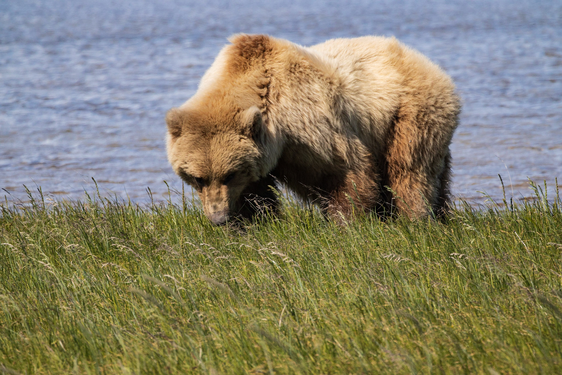 Hallo Bay, Katmai NP, AK