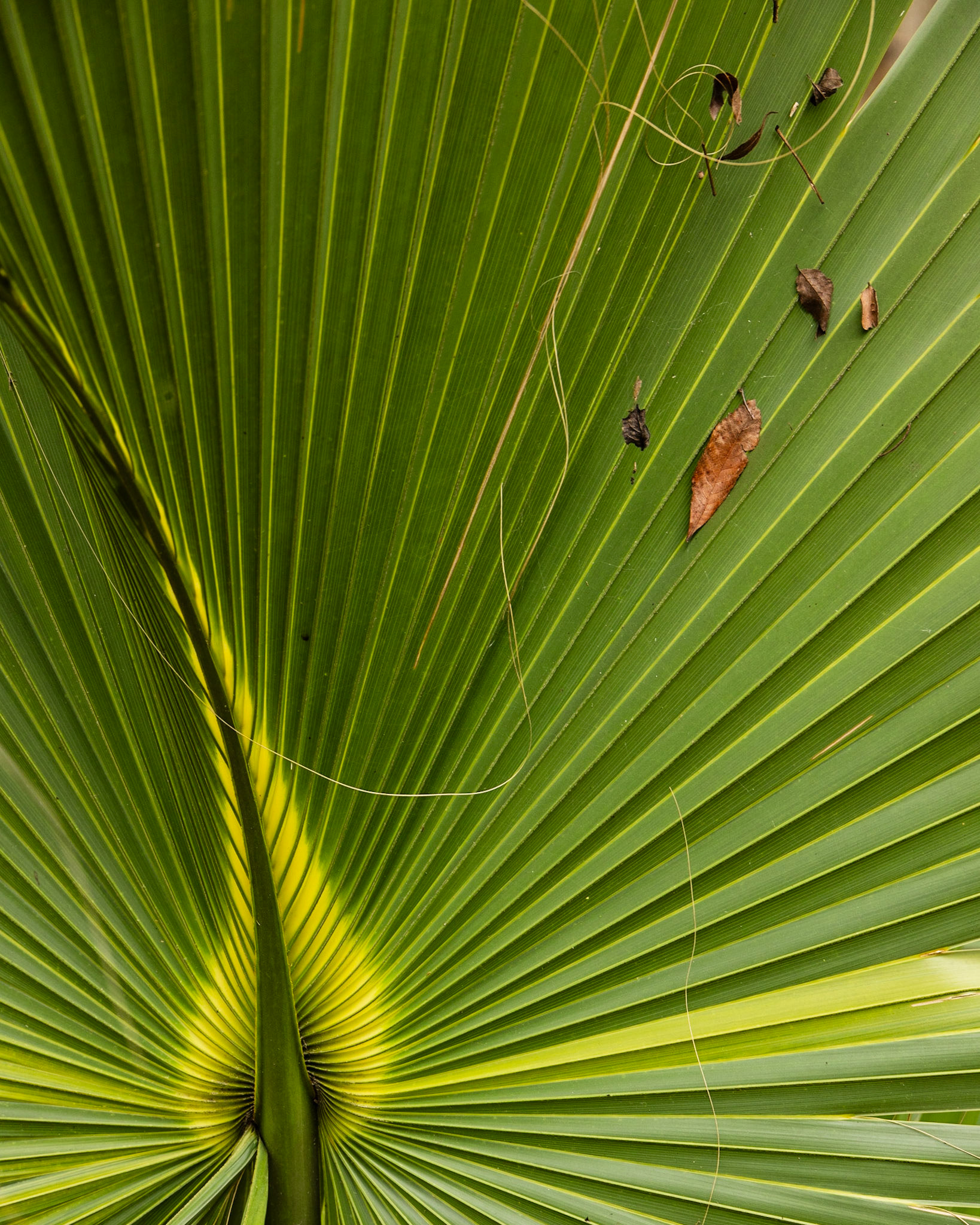 Aucilla River, Goose Pasture Road, FL