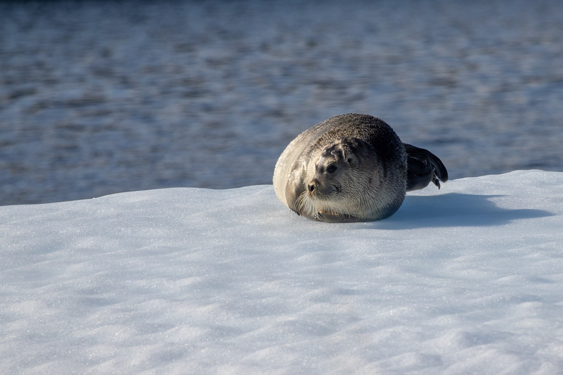Zodiac ride back to Base Camp, Torngats, NL