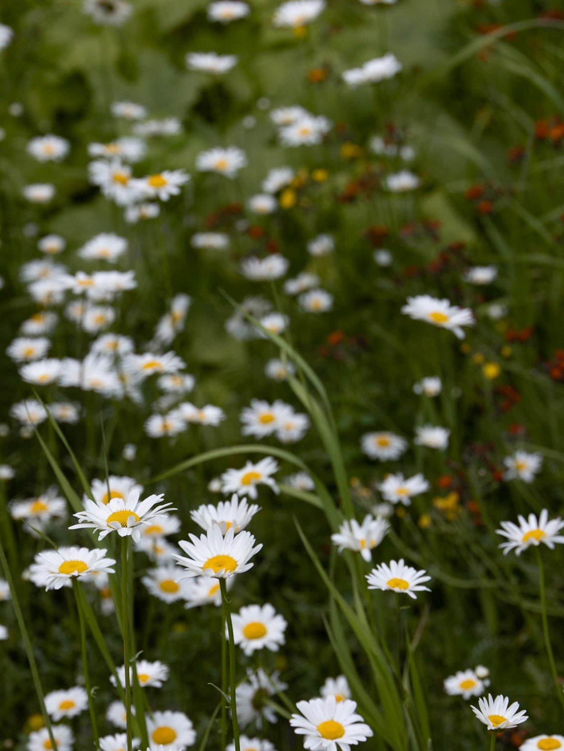 Buchanan Lookout, Kaslo BC