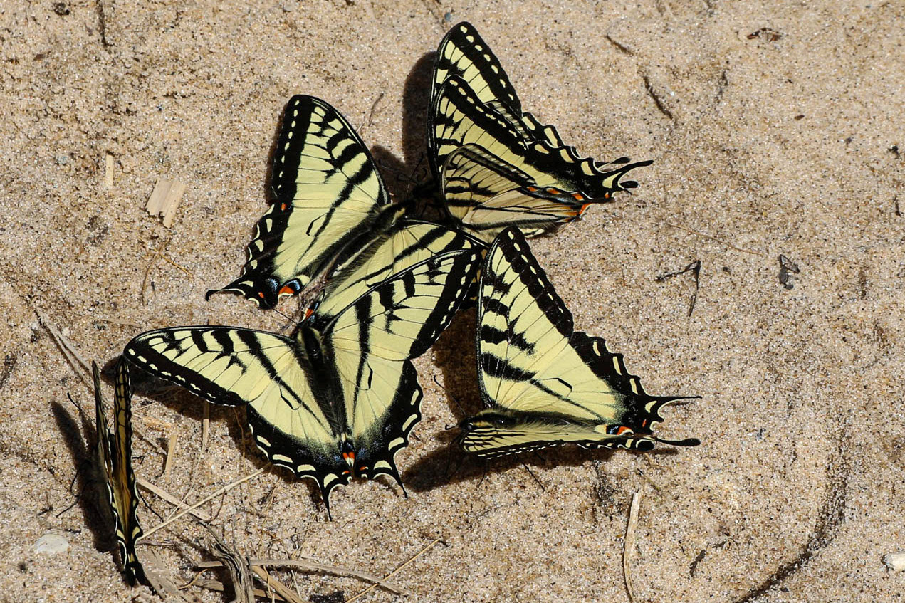 Thorn Swift Nature Preserve, Lake Michigan