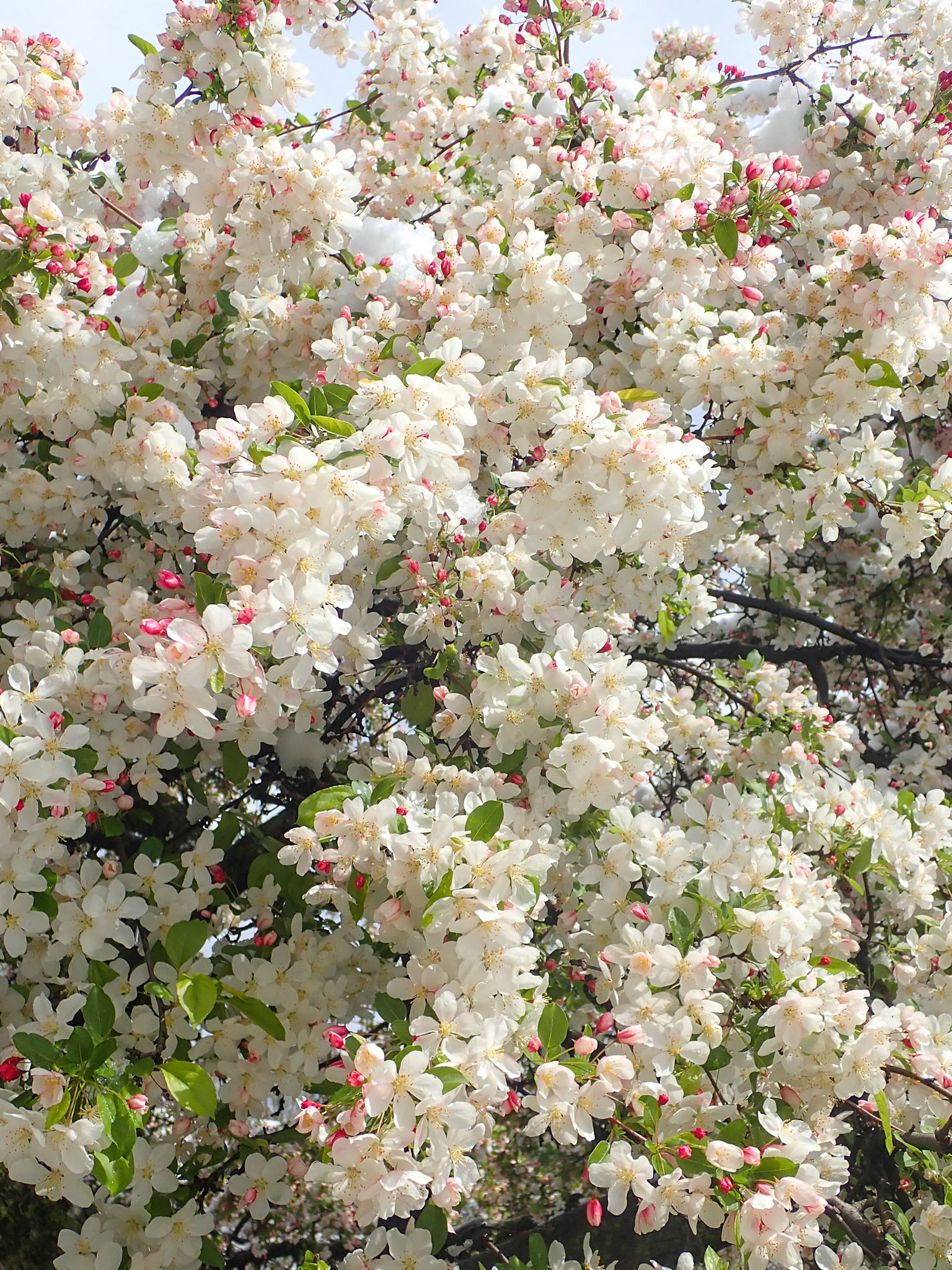 Wade Park, Cleveland OH