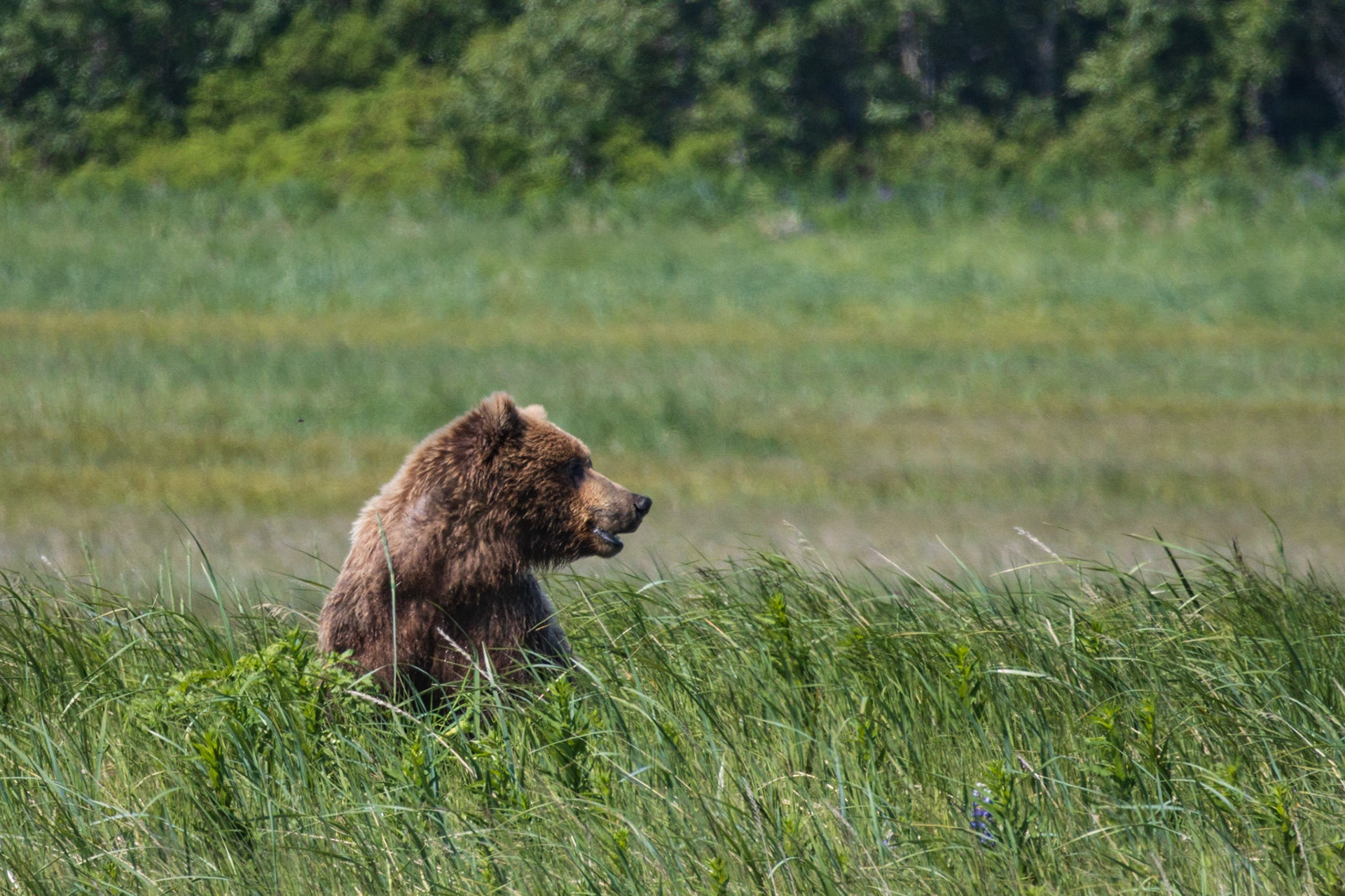 Hallo Bay, Katmai NP, AK