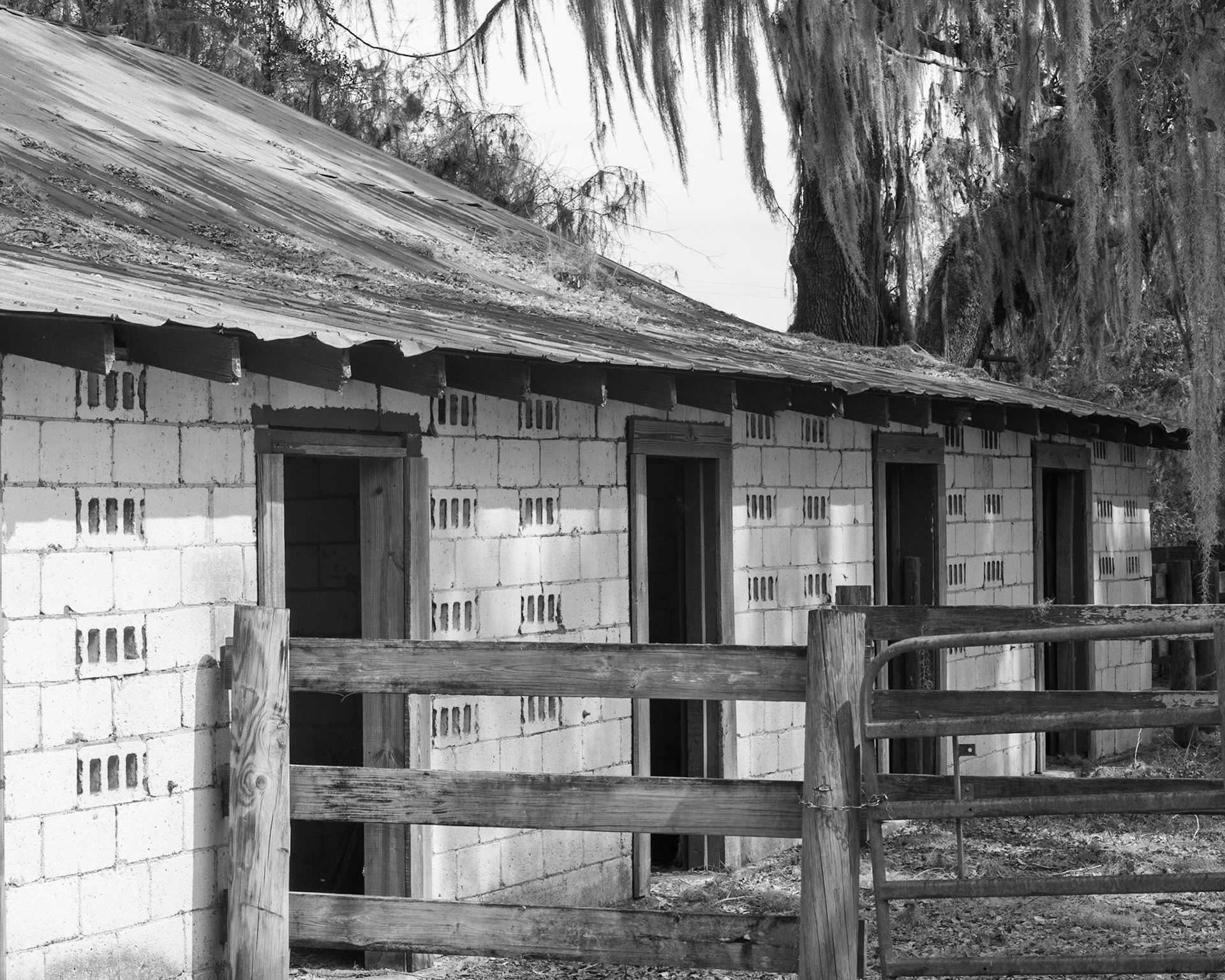 La Chua Boardwalk, Micanopy  FL