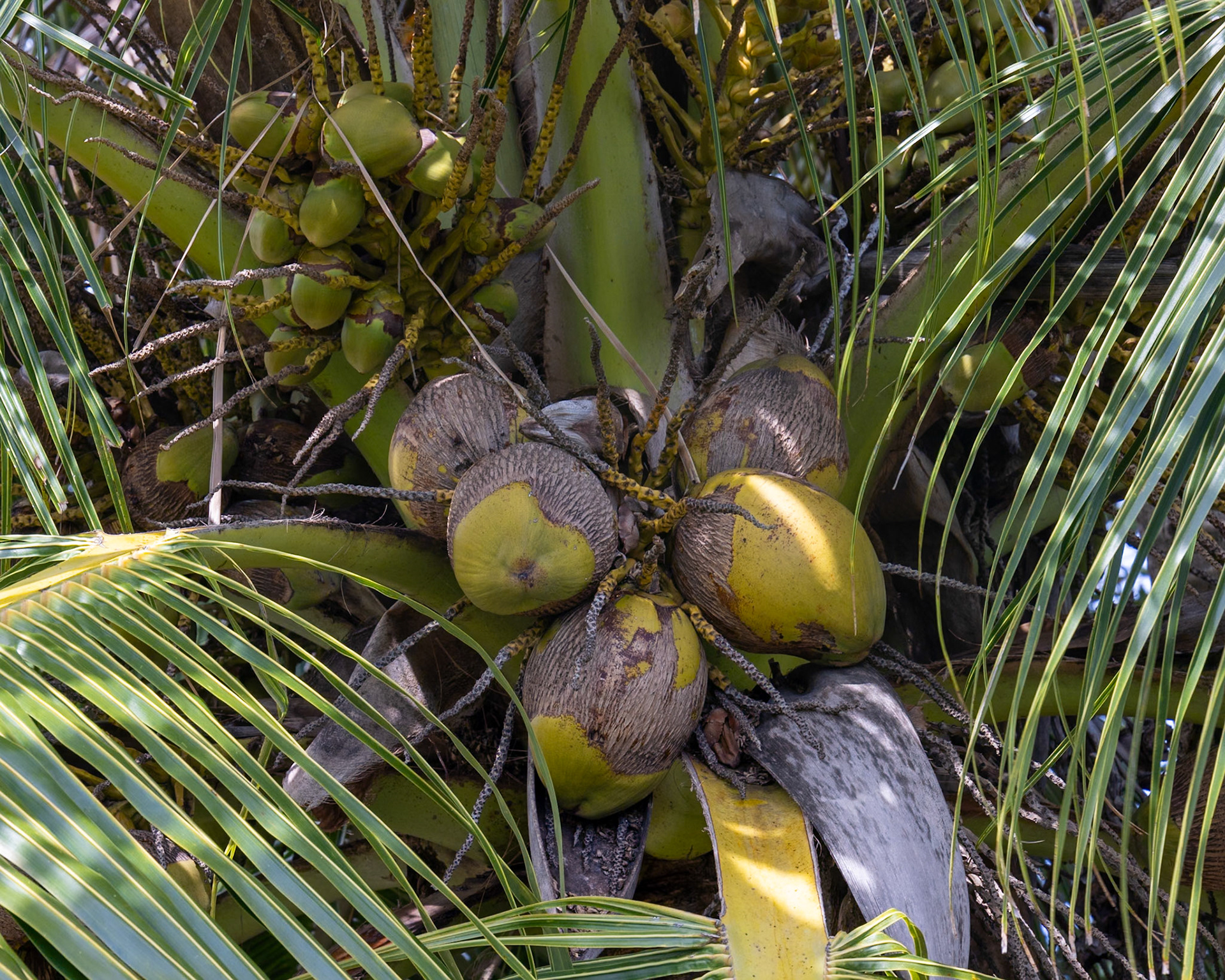 The Kampong, Coral Gables FL