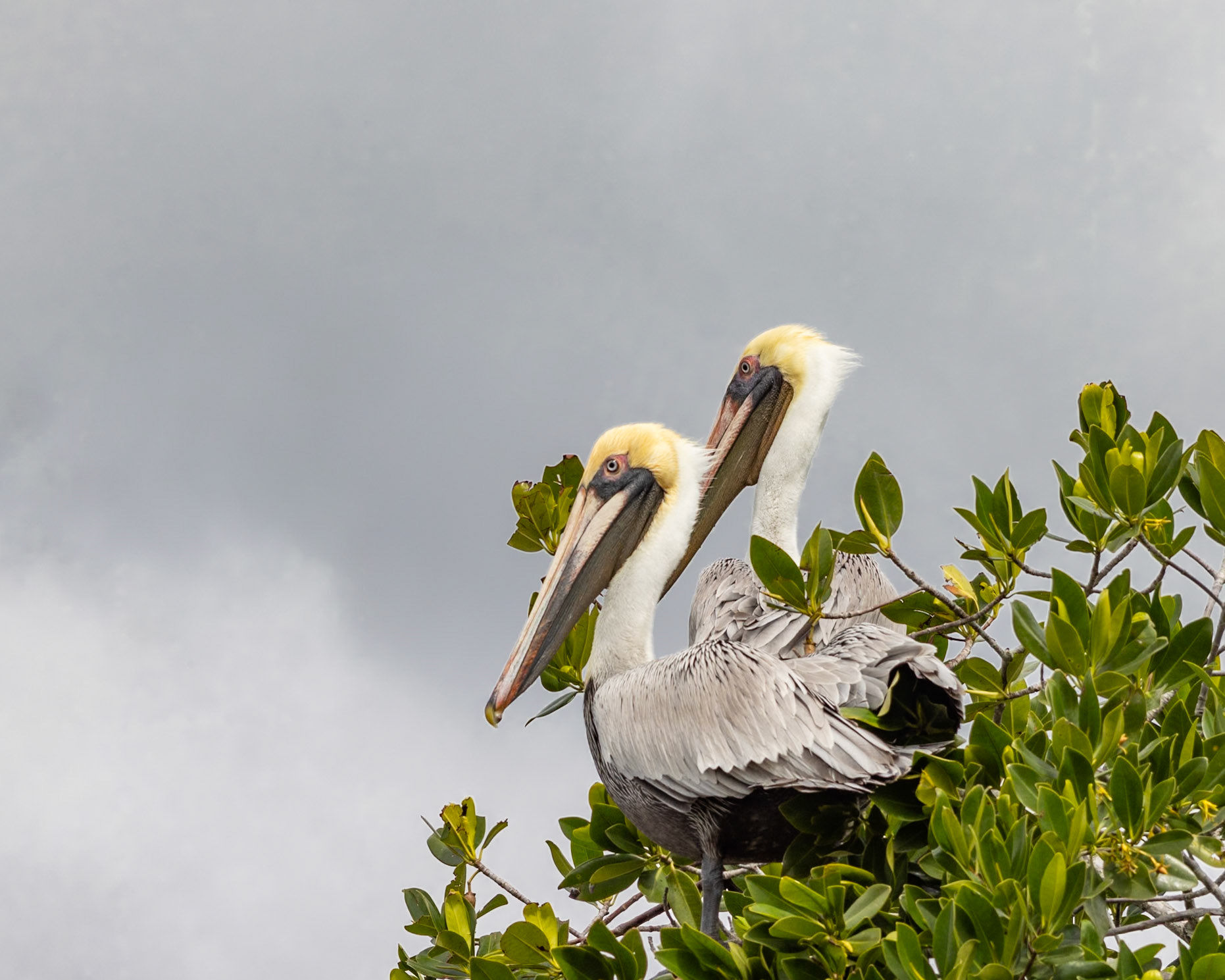 10,000 Islands Marsh Trail, Naples FL