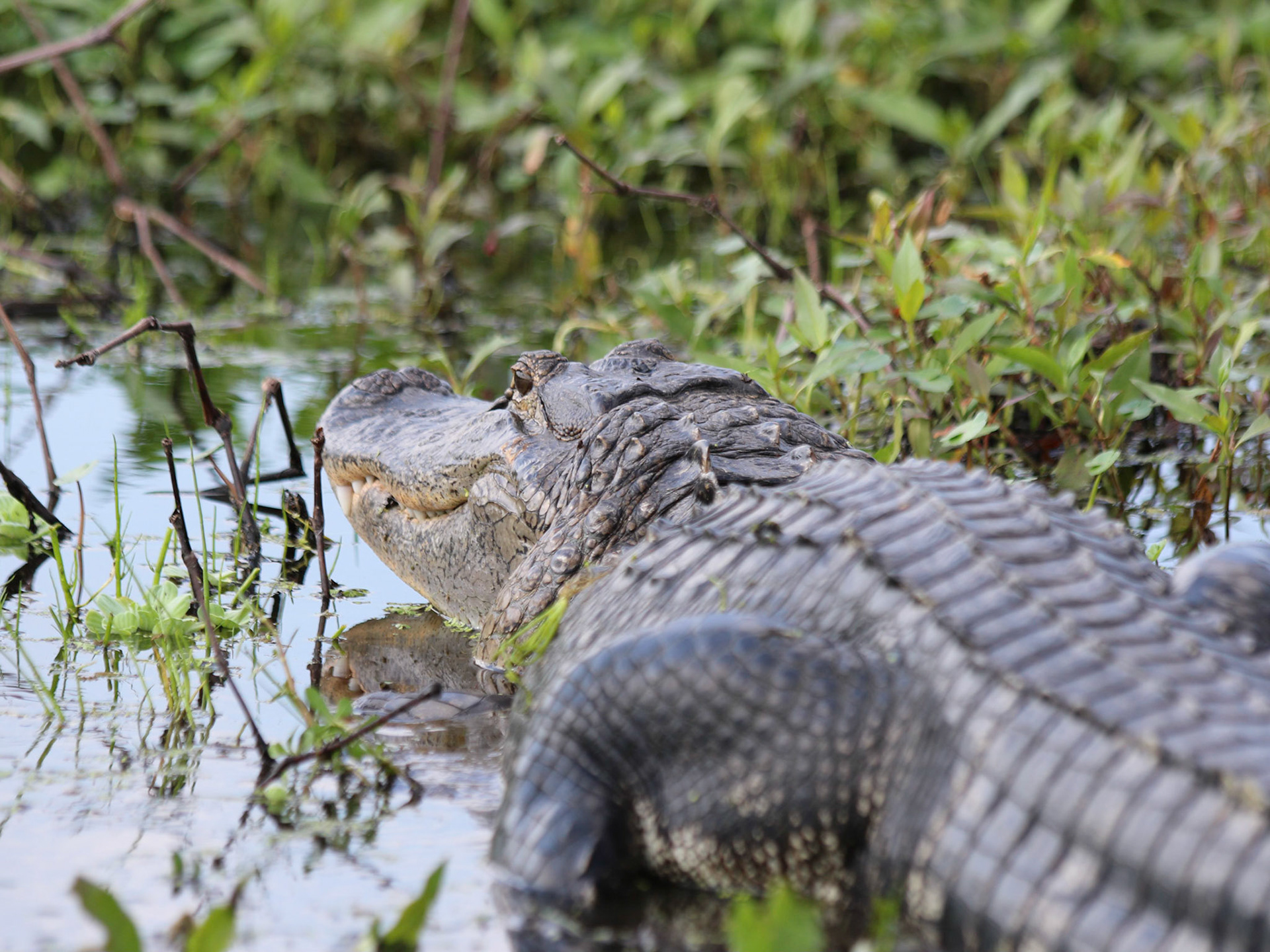 Circle B Bar Reserve, Lakeland FL