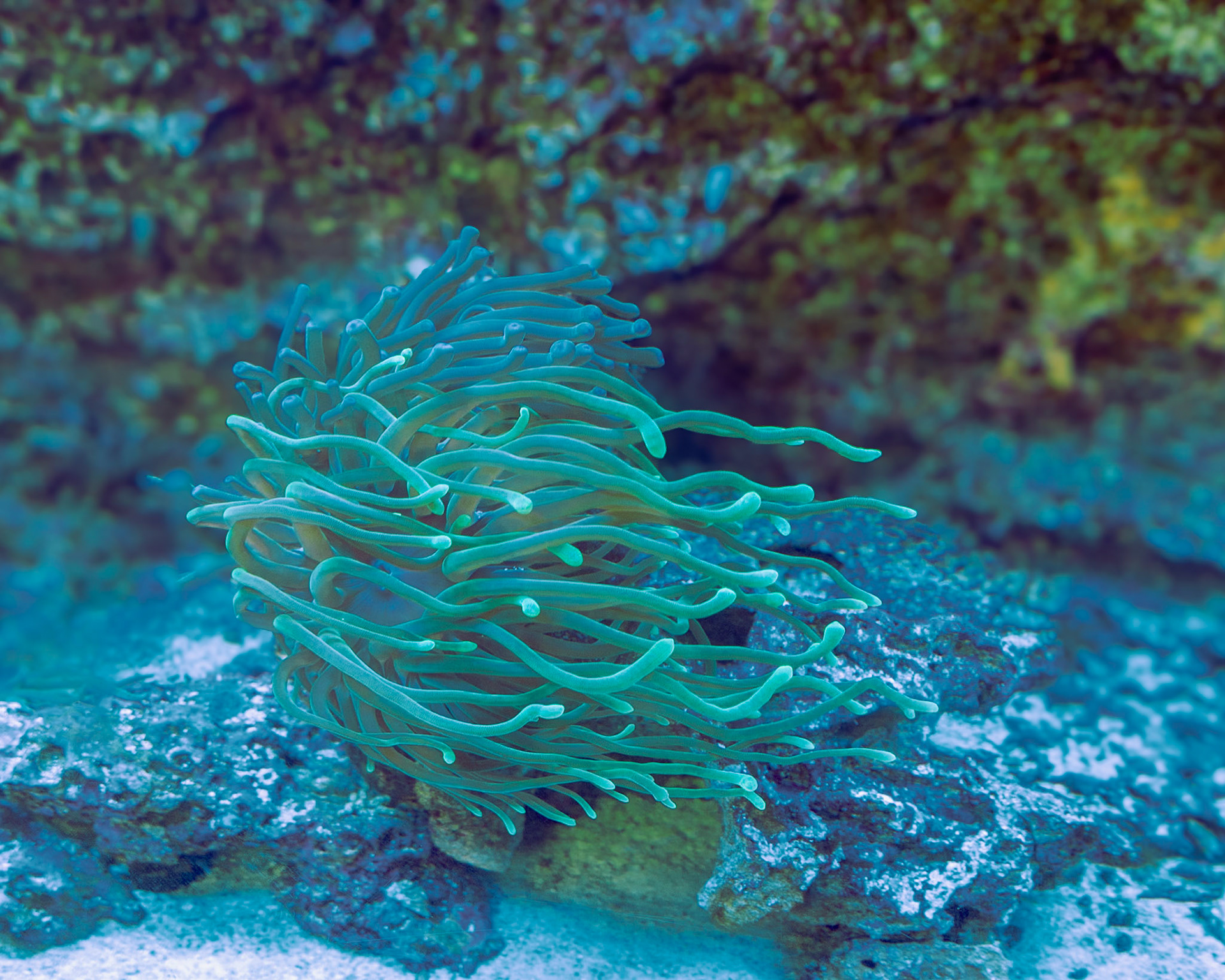 Marine Science Center, Ponce  Inlet FL